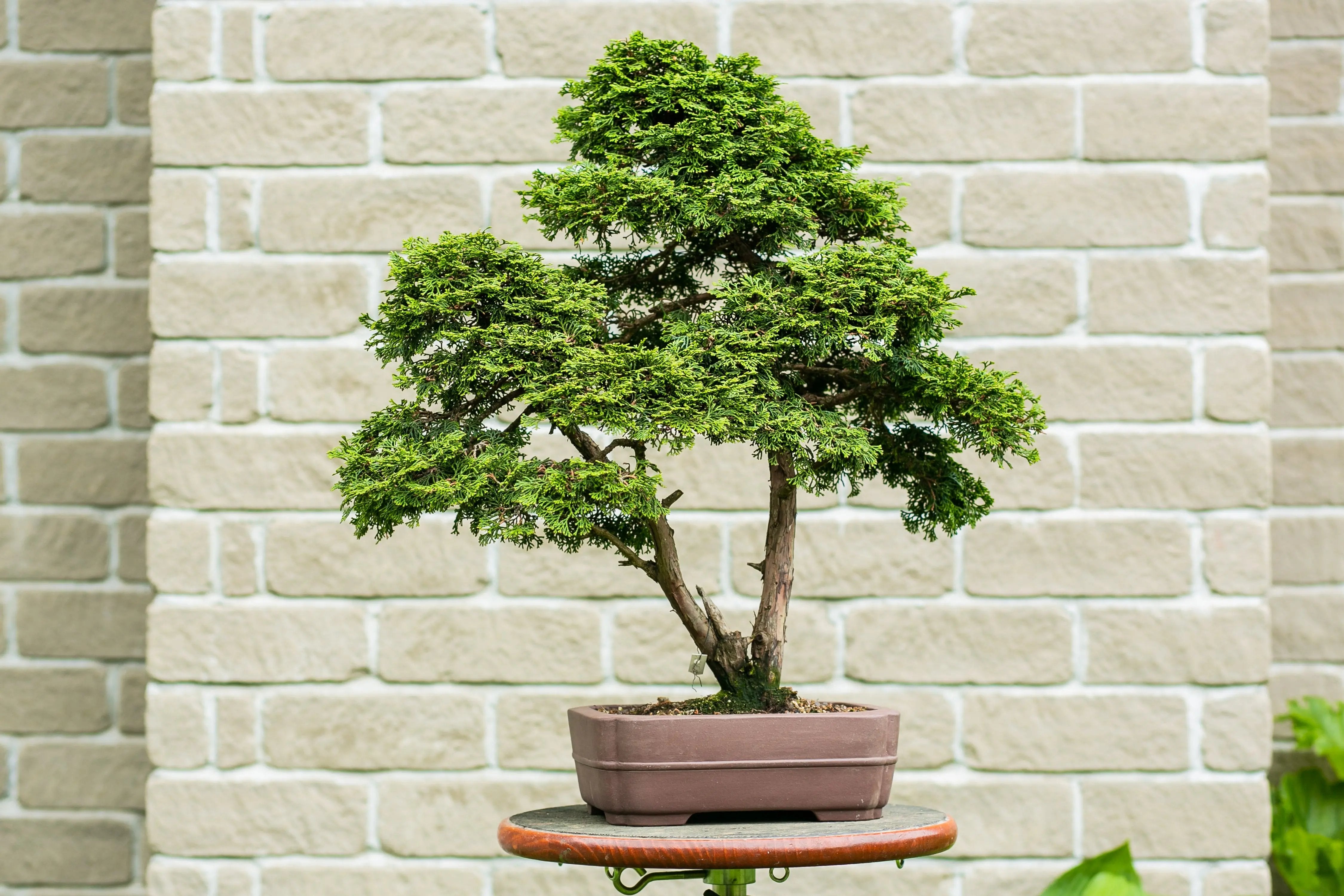 Chamaecyparis obtusa Canada Bonsai