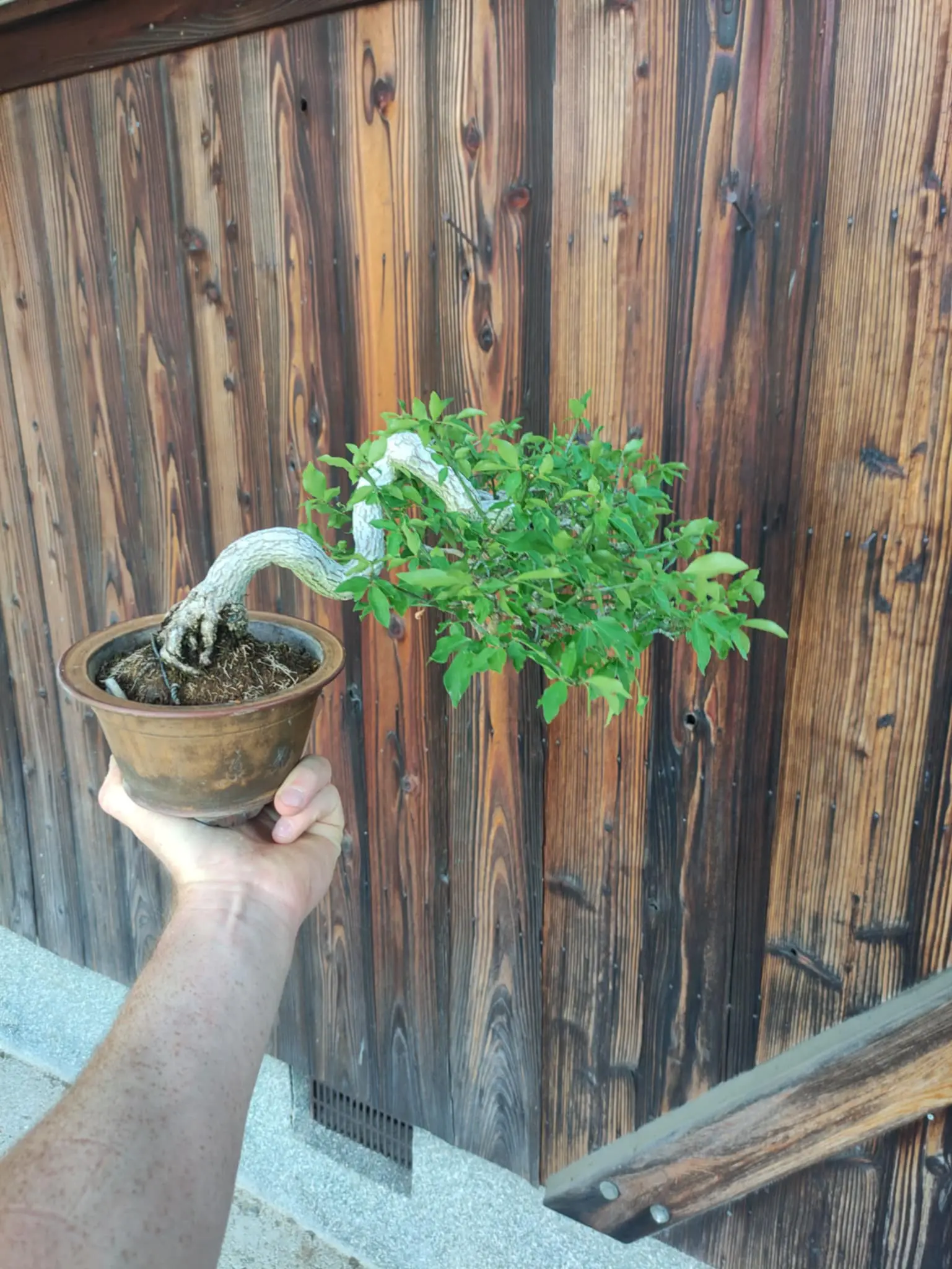 Euonymus Canada Bonsai