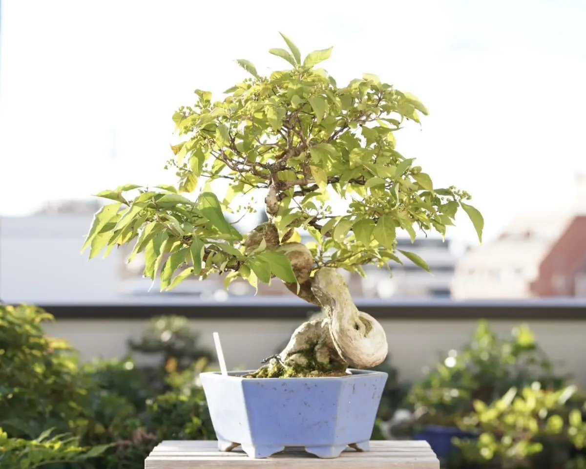 Callicarpa japonica Canada Bonsai
