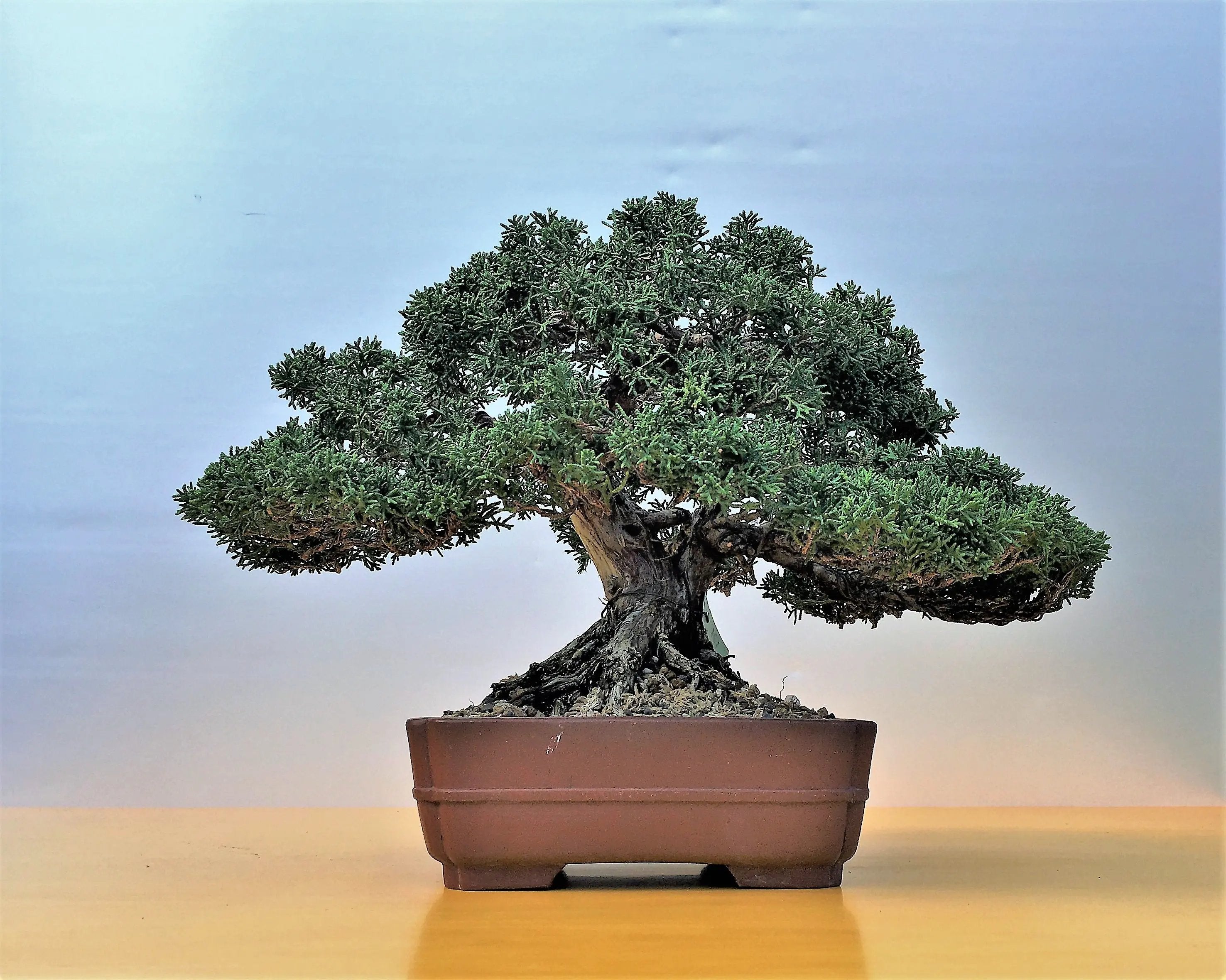 Juniperus chinensis Canada Bonsai