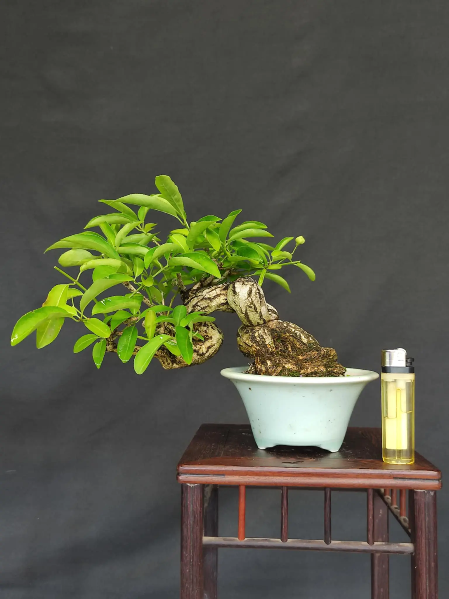 Euonymus Canada Bonsai