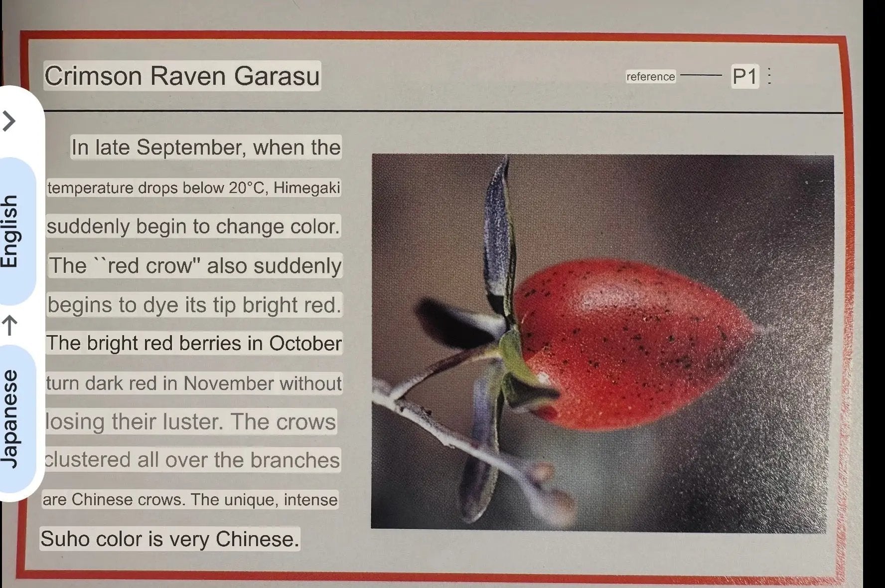 Diospyros rhombifolia ‘Akakarasu’ Canada Bonsai