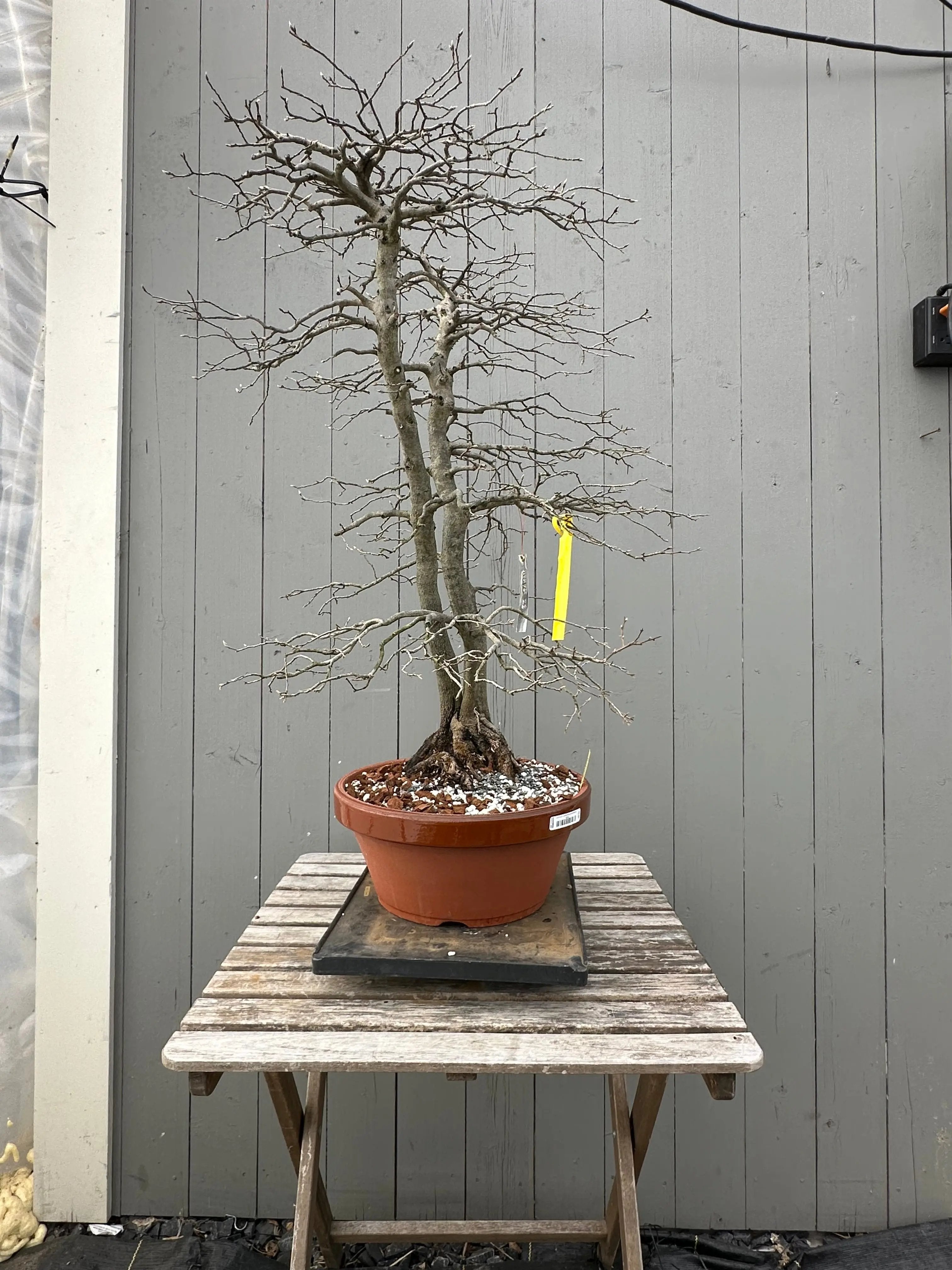 Diospyros rhombifolia #28 'Koyo' Canada Bonsai