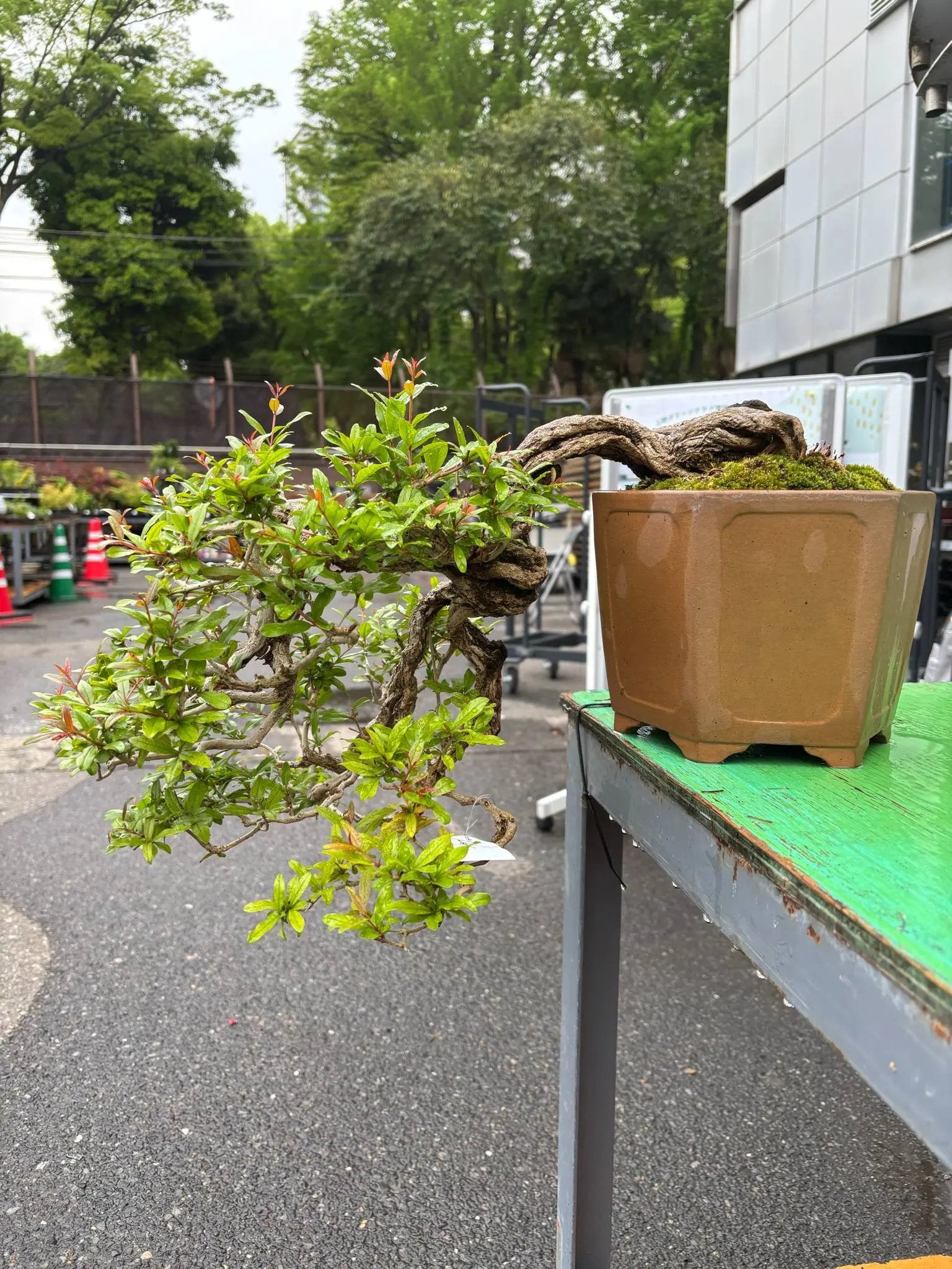 Punica granatum Canada Bonsai