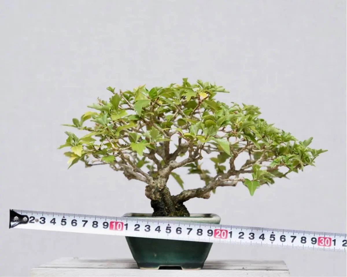 Premna japonica Canada Bonsai