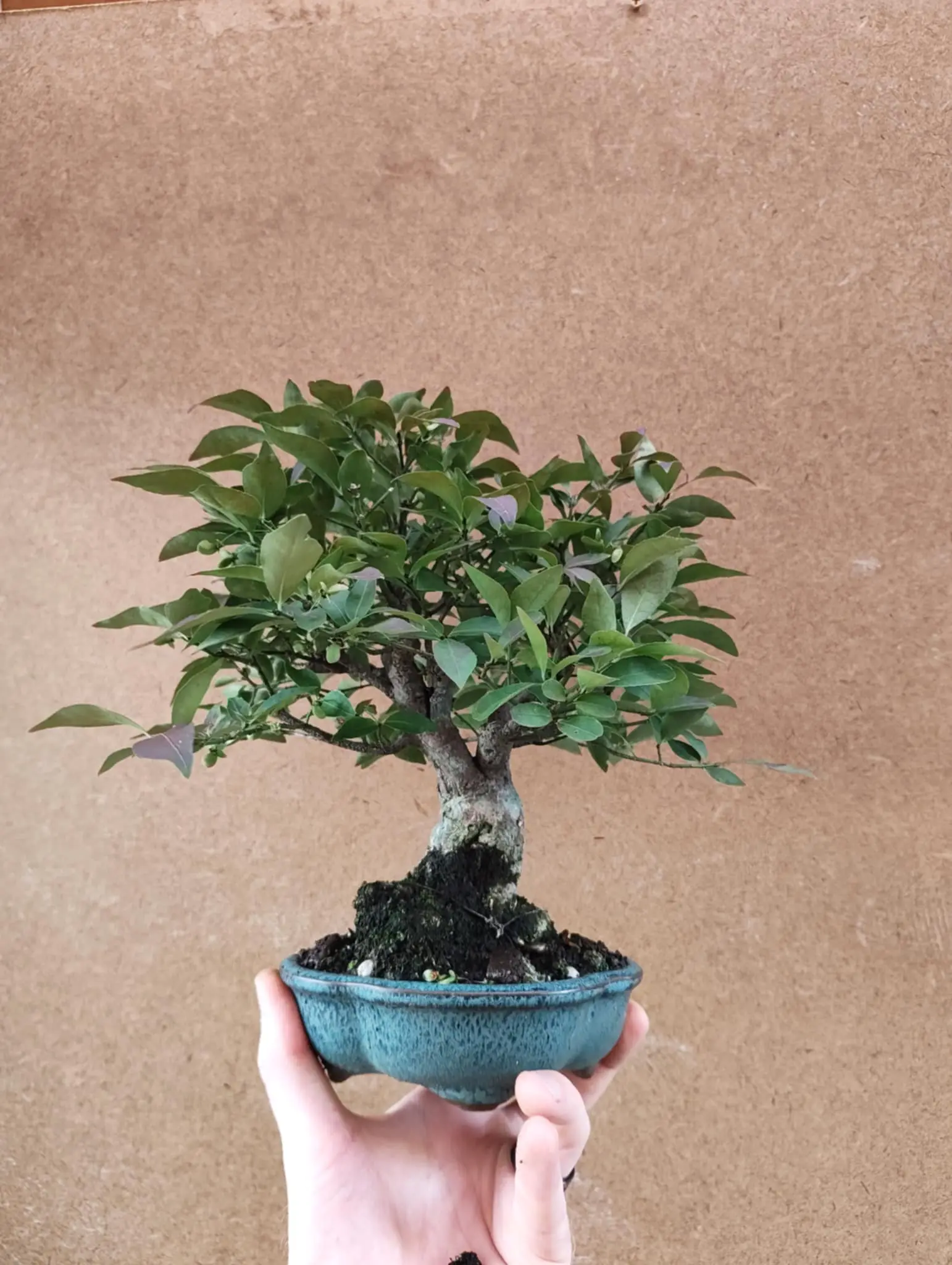 Euonymus Canada Bonsai