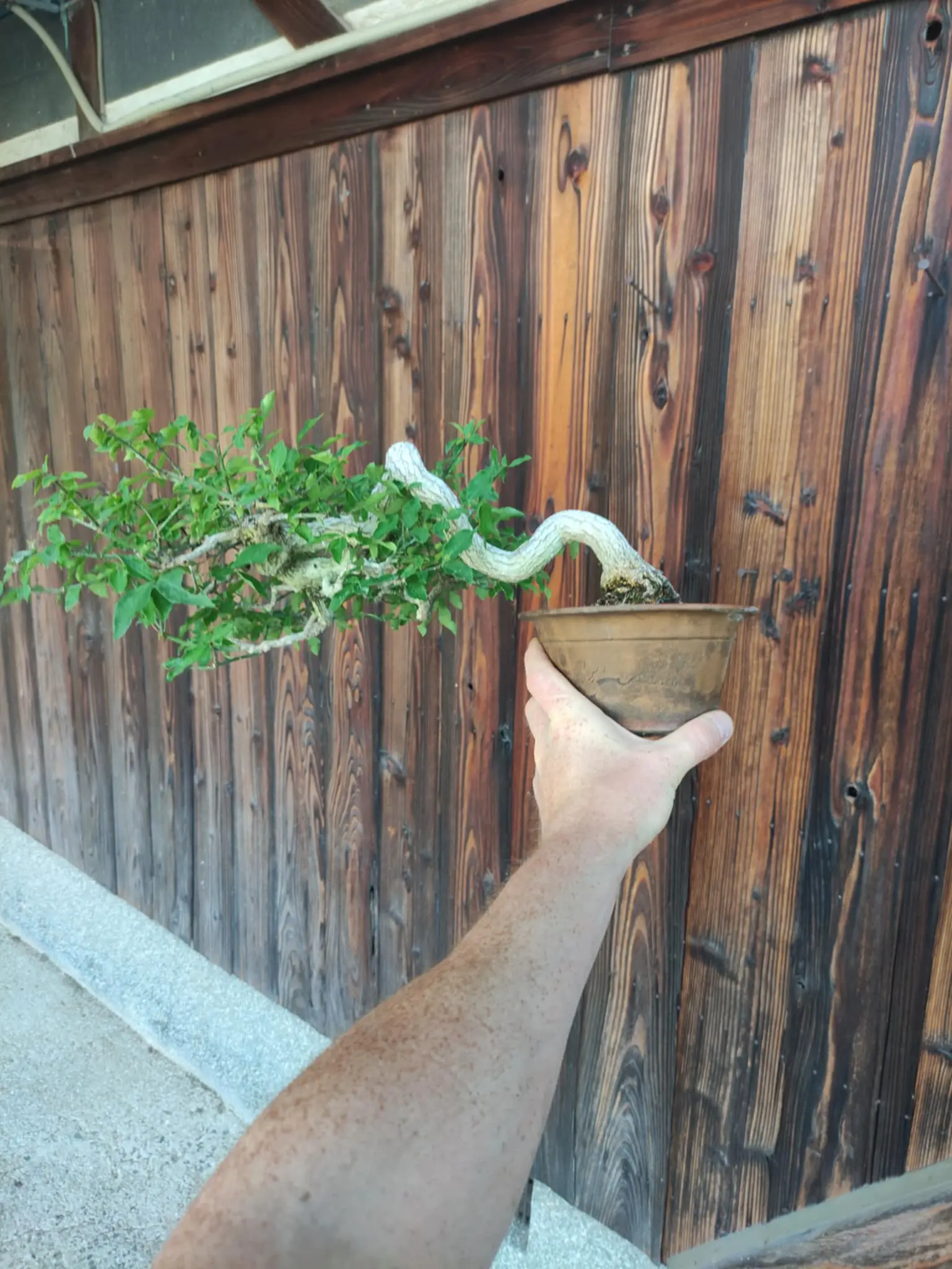 Euonymus Canada Bonsai
