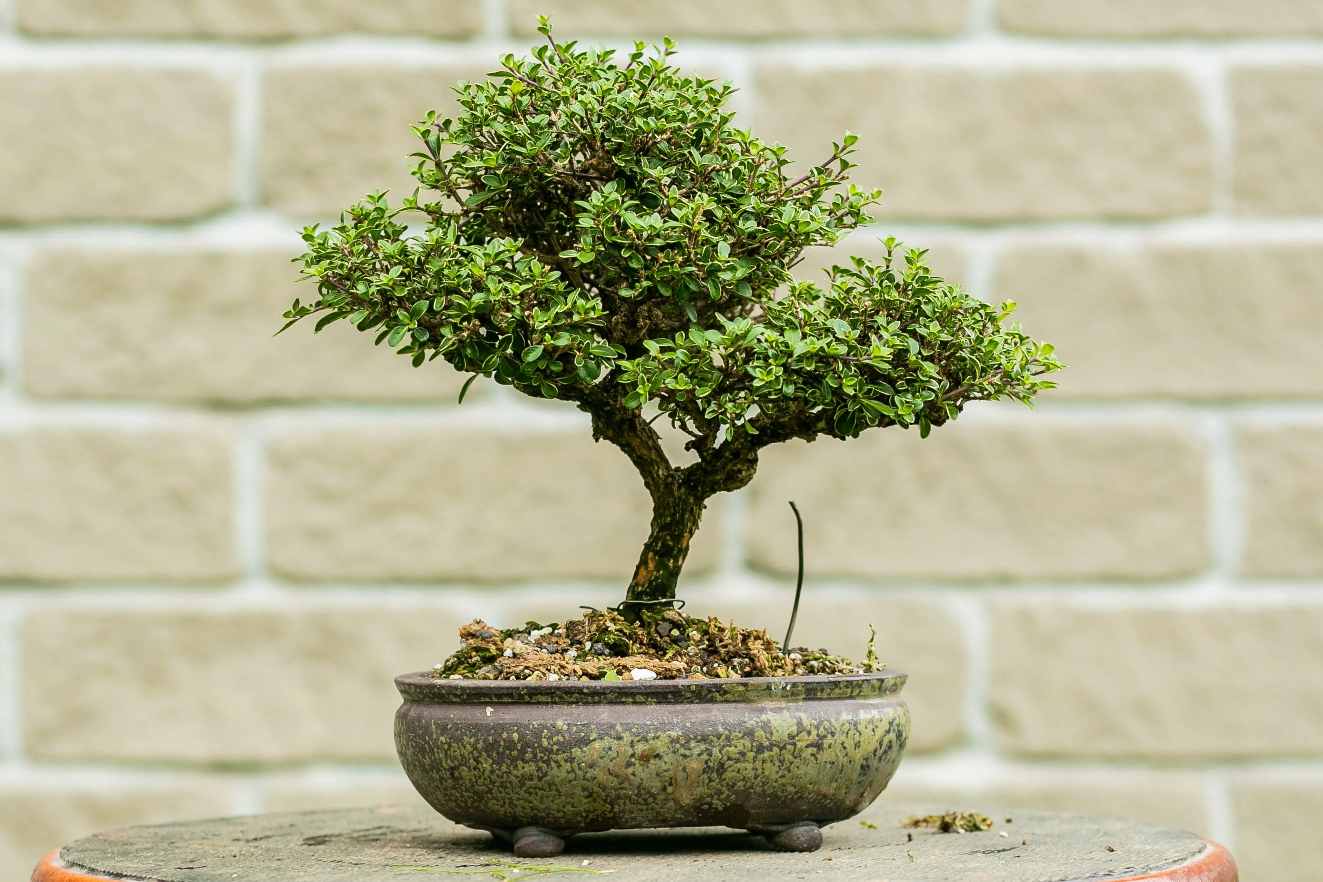 Serissa foetida Canada Bonsai