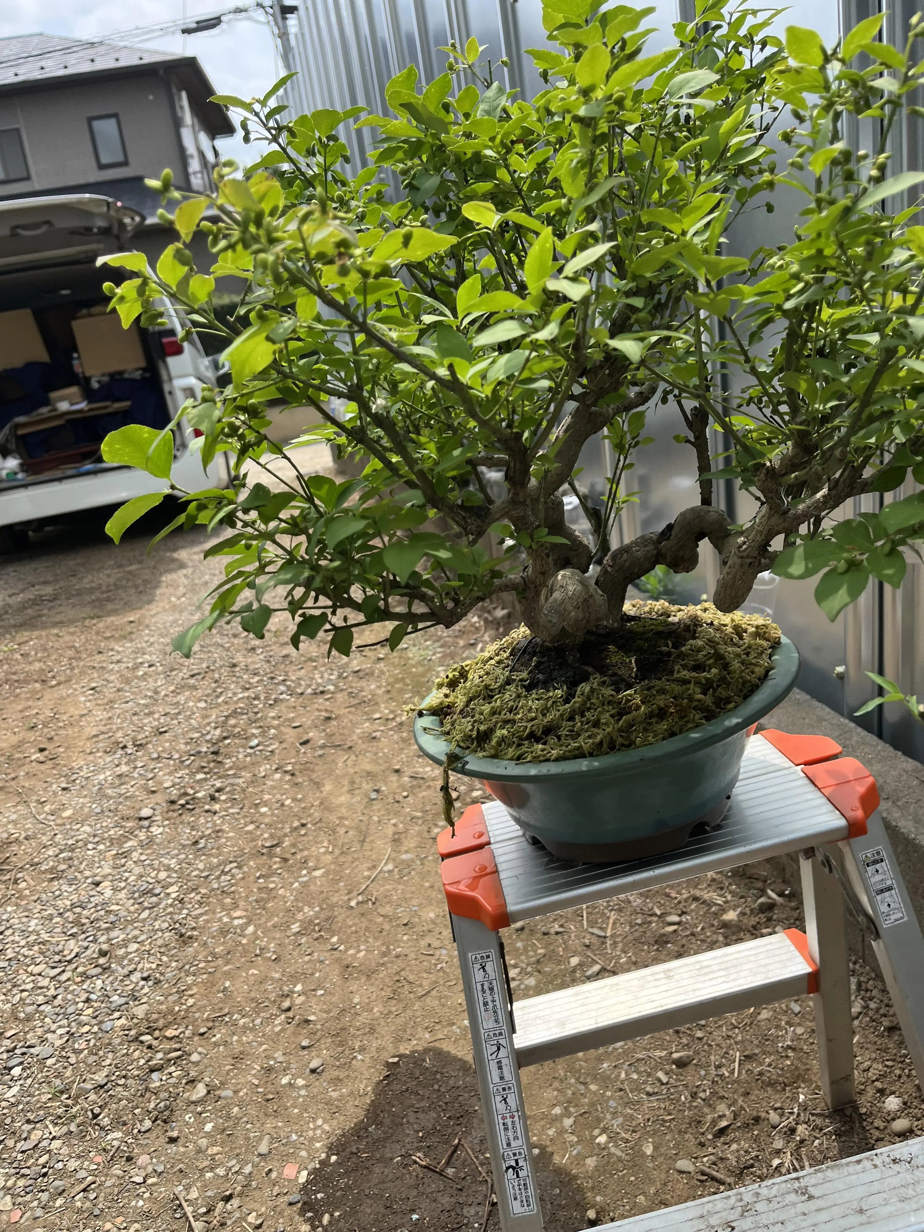Euonymus Canada Bonsai