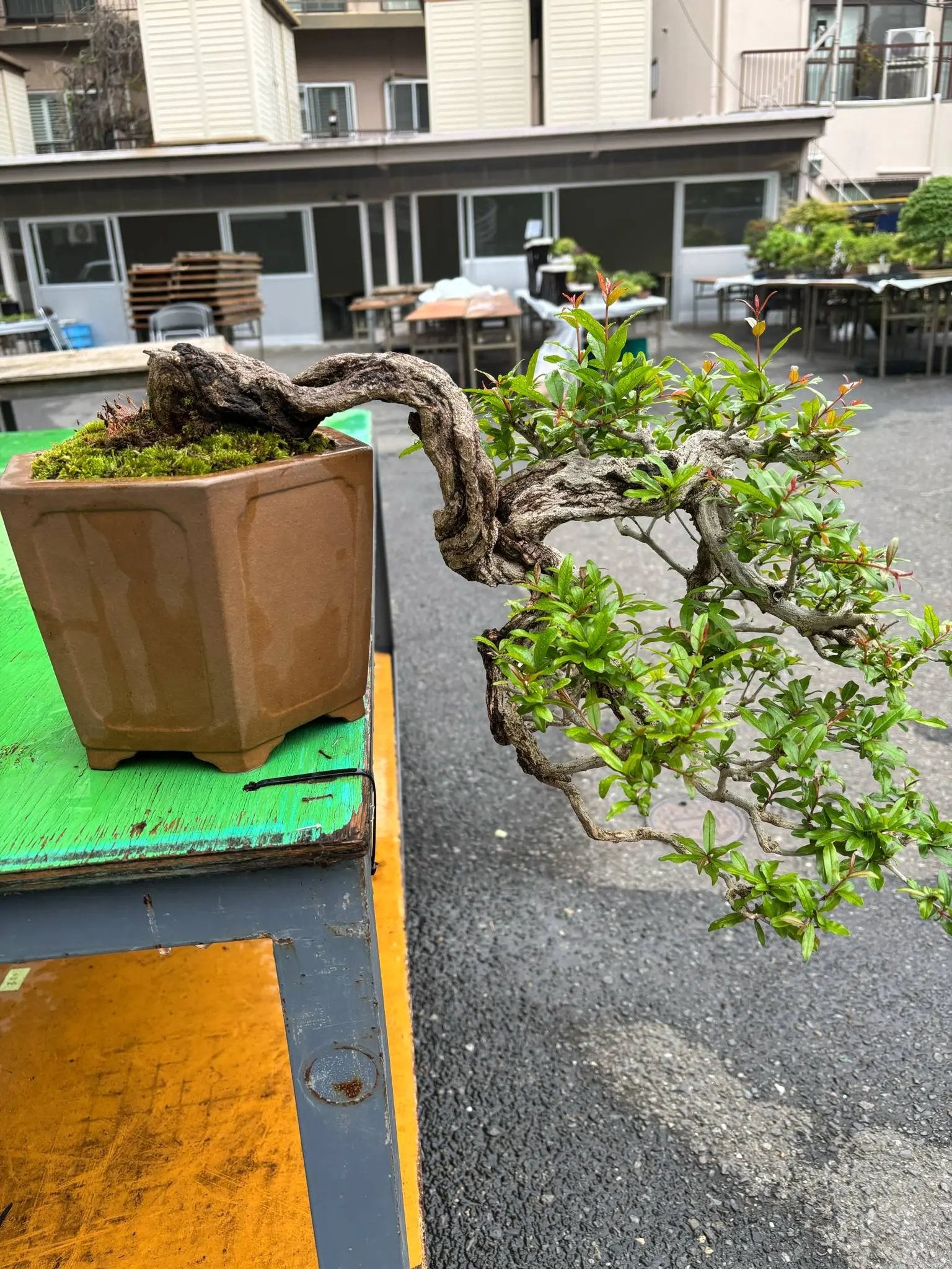 Punica granatum Canada Bonsai