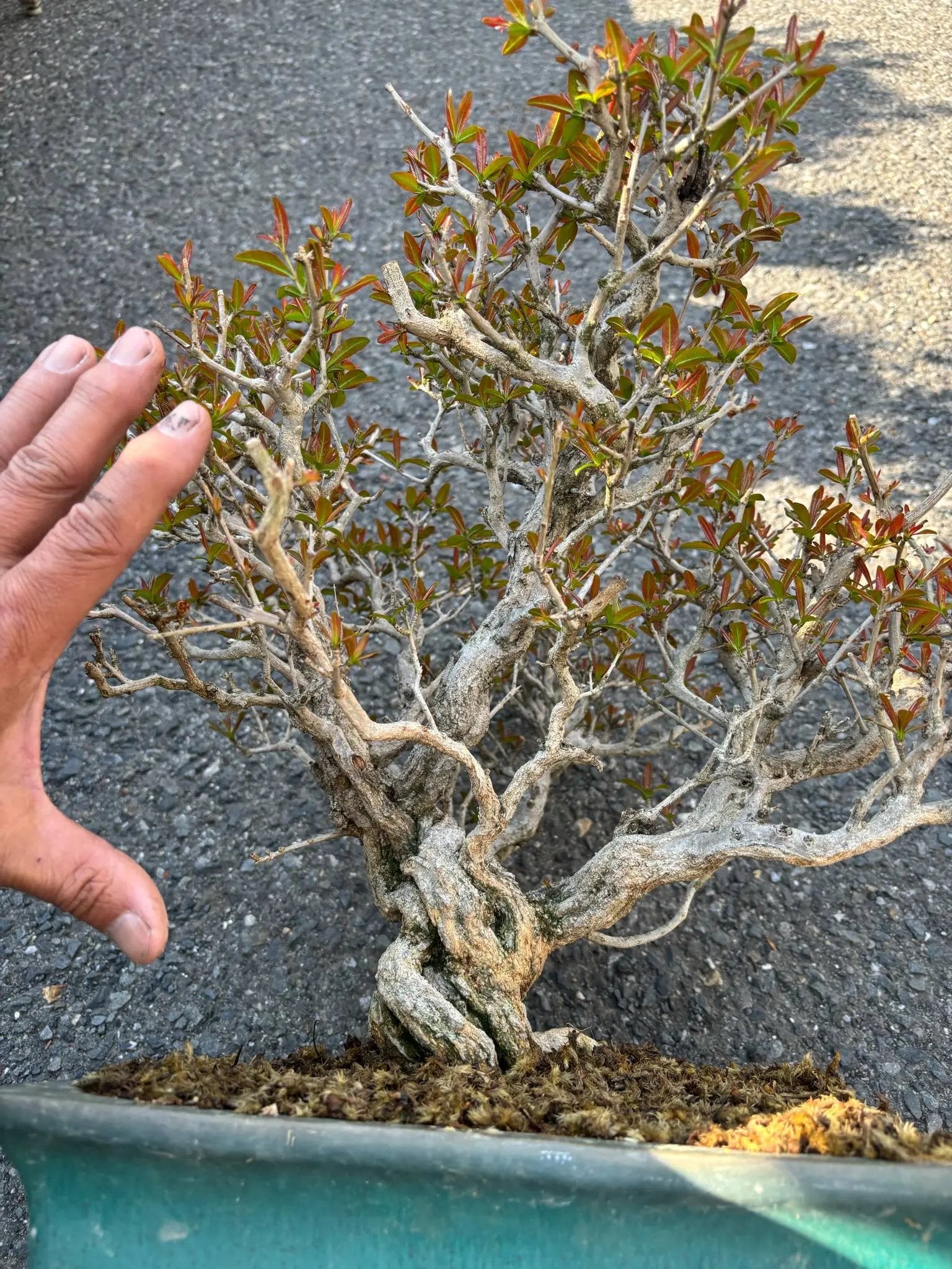 Punica granatum Canada Bonsai