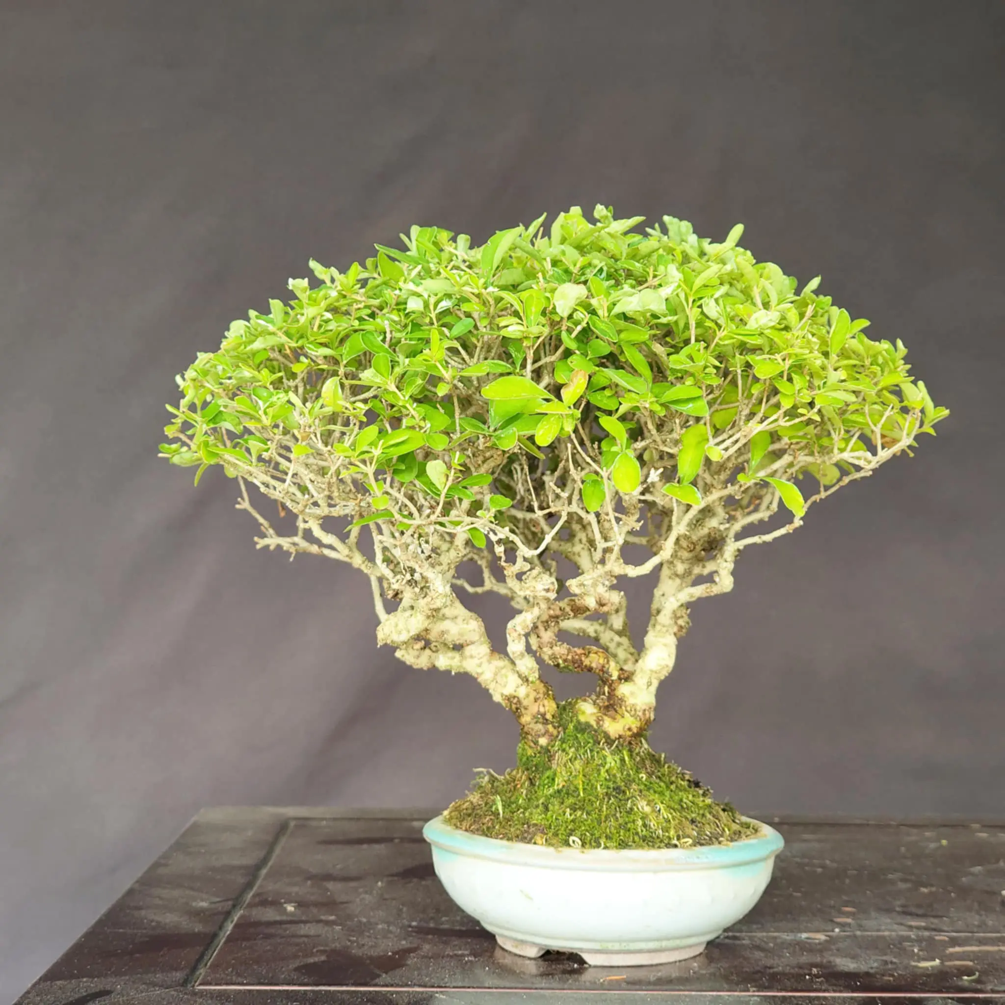 Ligustrum obtusifolium Canada Bonsai
