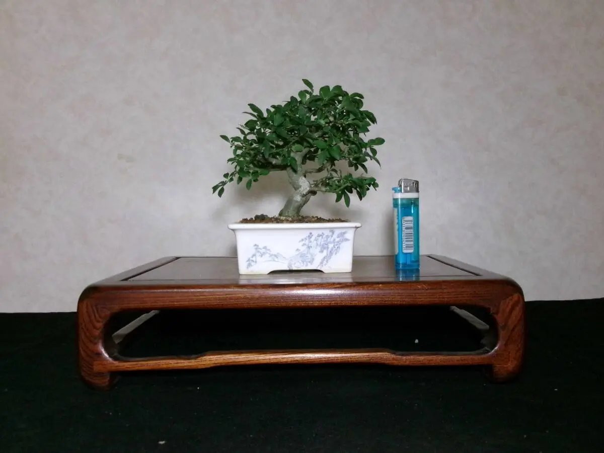 Euonymus Canada Bonsai