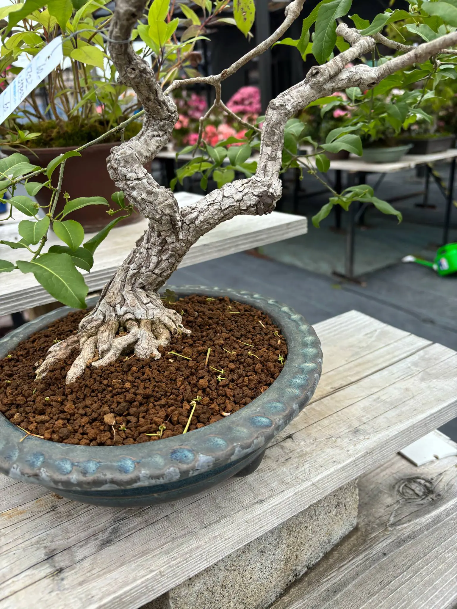 Euonymus Canada Bonsai