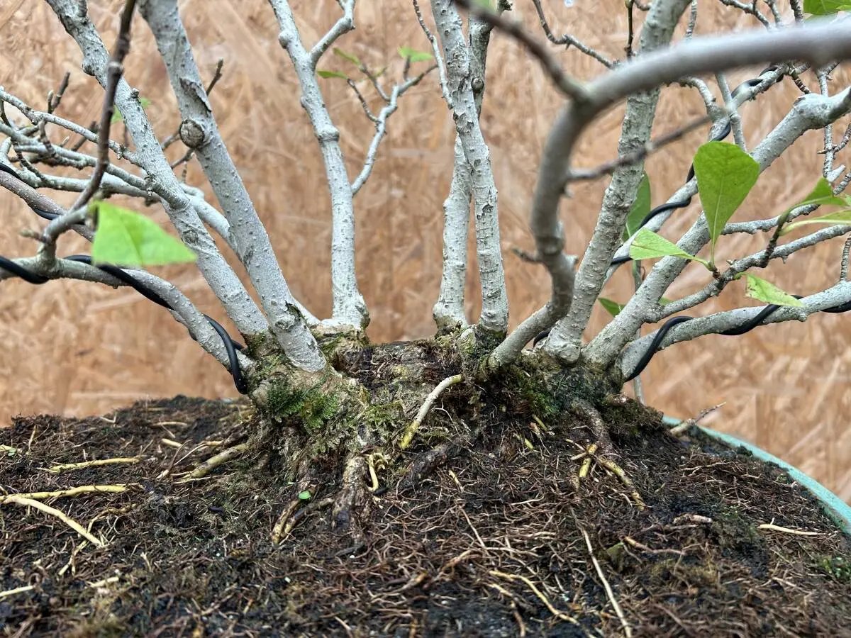 Magnolia kobus (dwarf) Canada Bonsai
