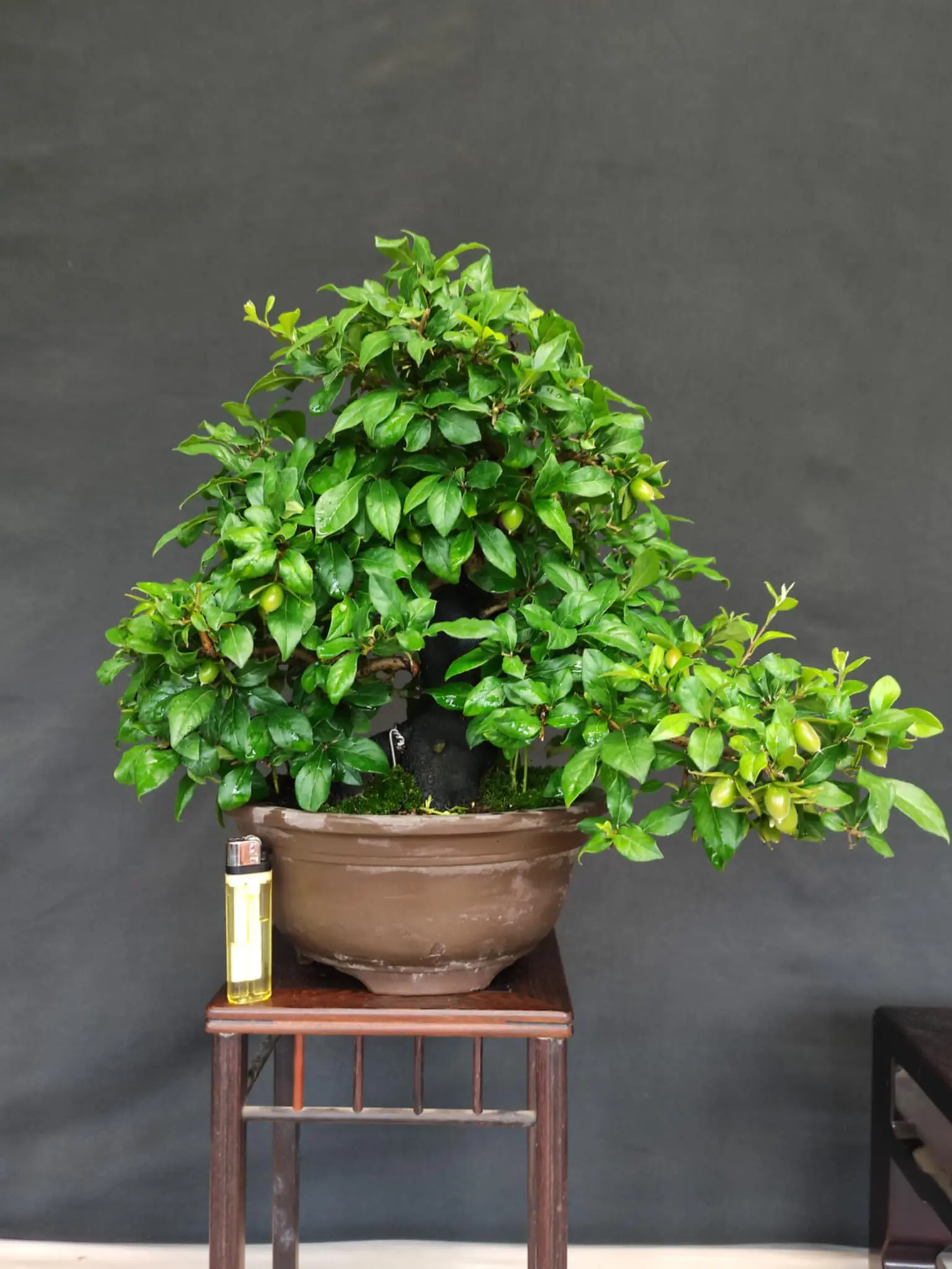 Diospyros rhombifolia Canada Bonsai