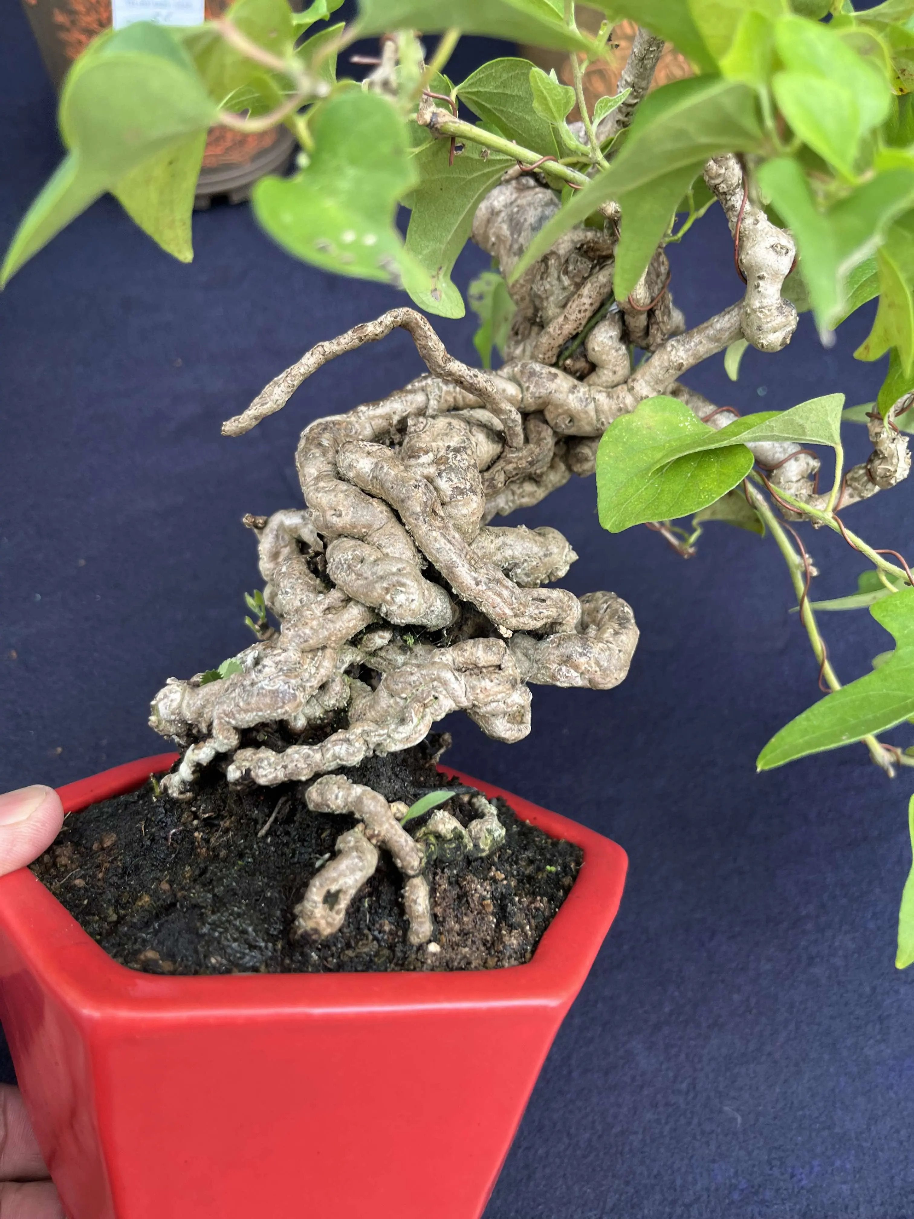 Cocculus orbiculatus Canada Bonsai