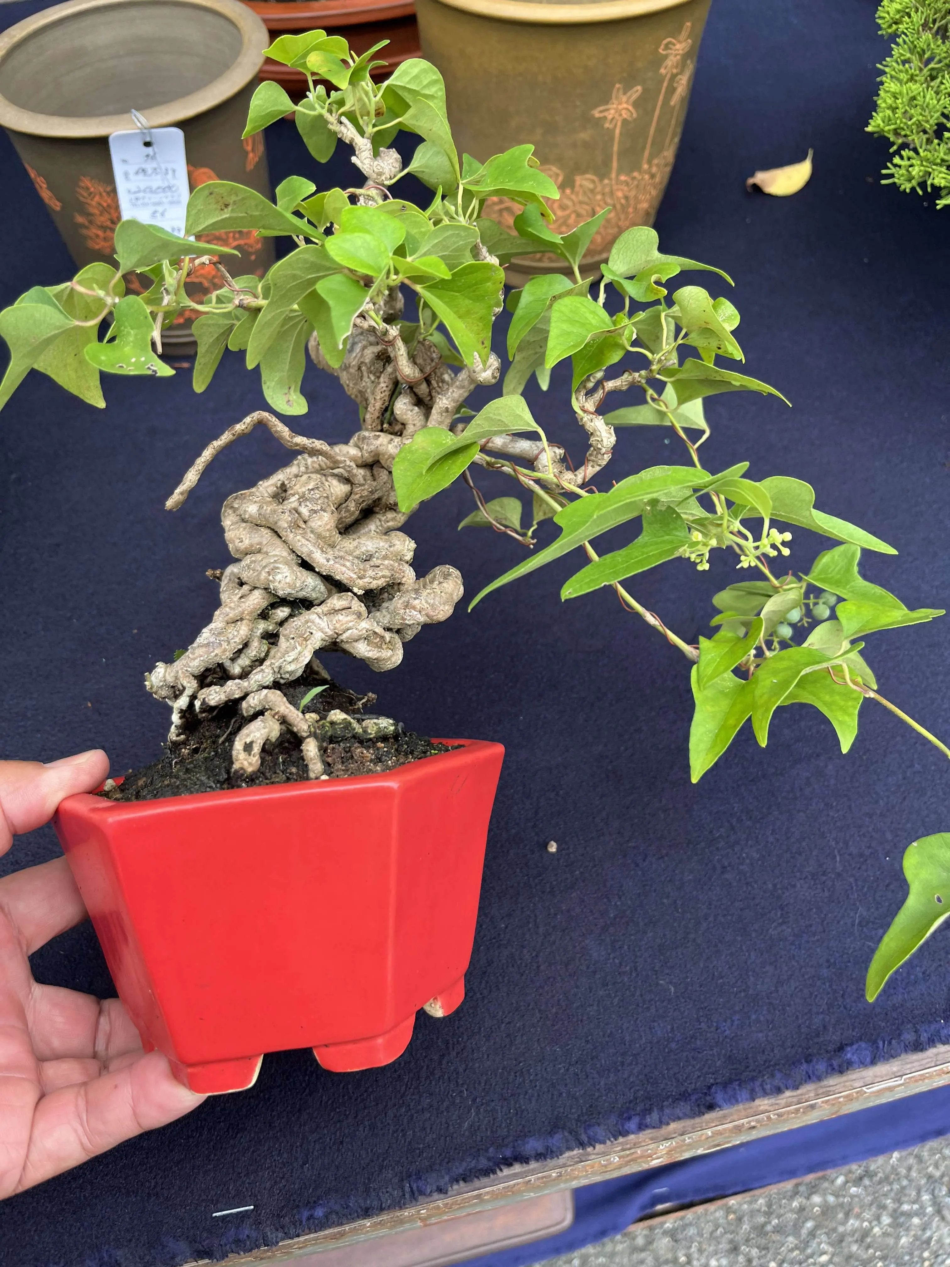 Cocculus orbiculatus Canada Bonsai