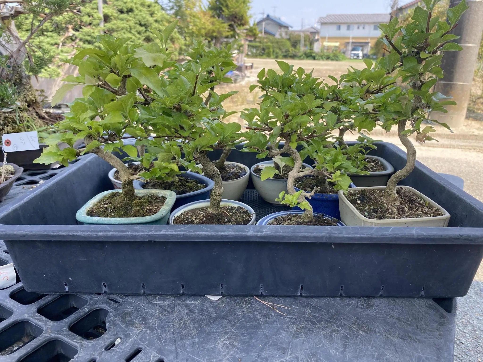 Premna japonica (large) Canada Bonsai