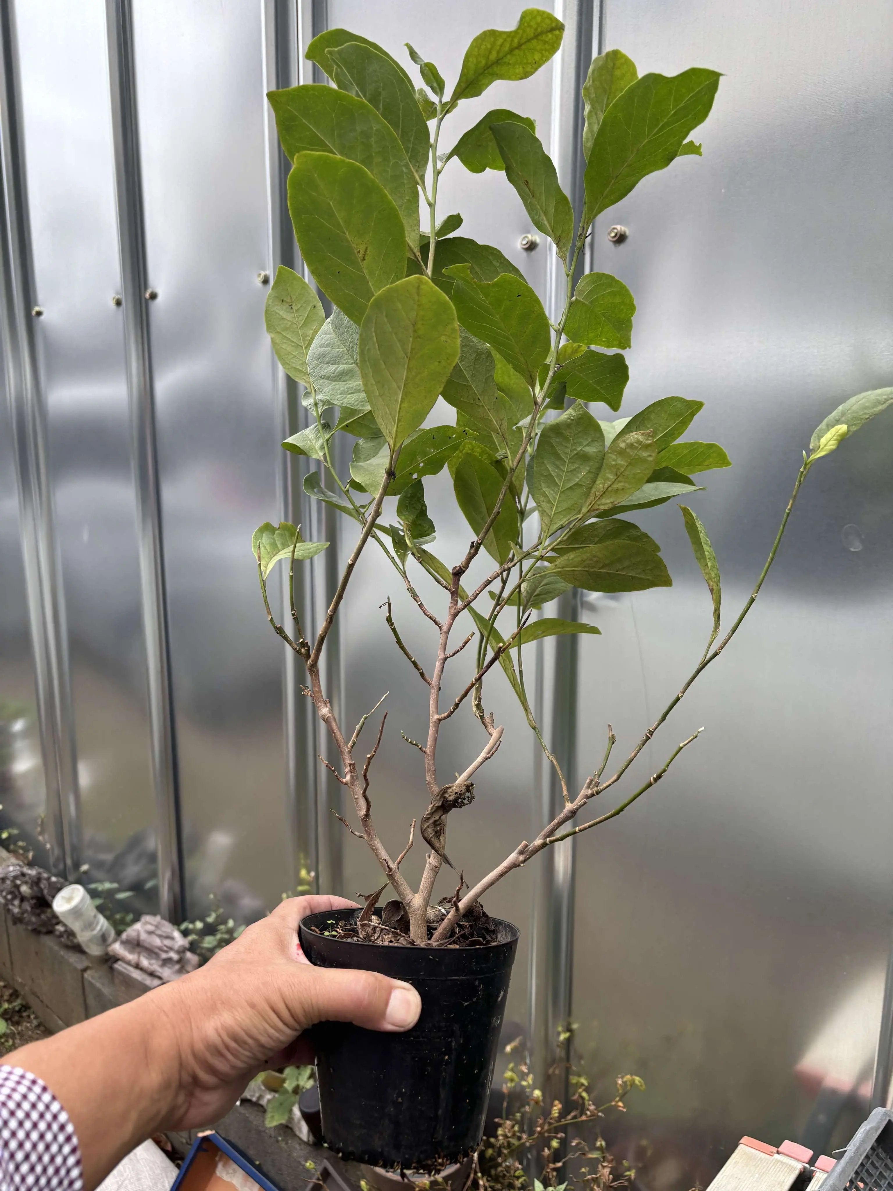 Magnolia Canada Bonsai