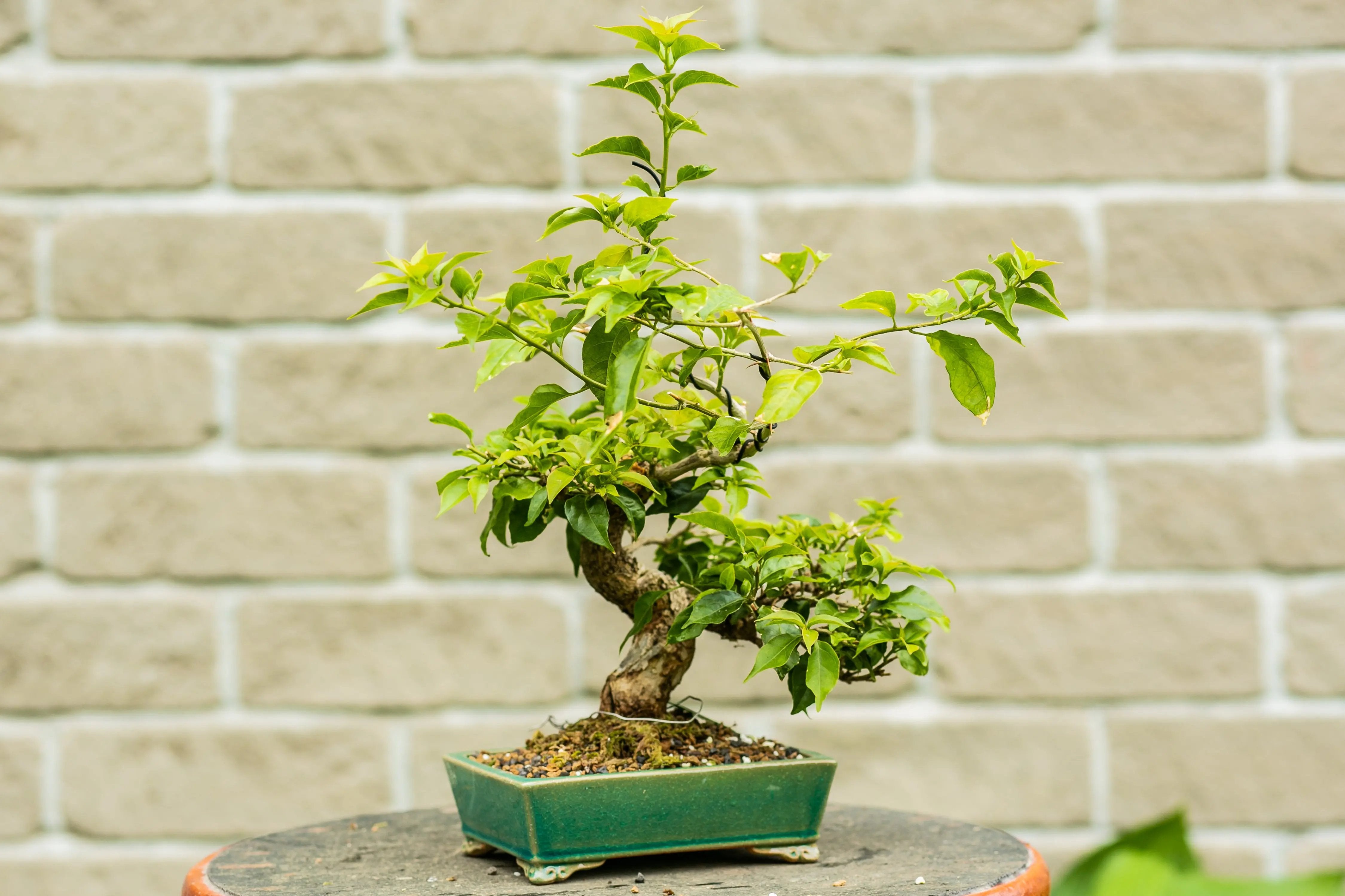 Bougainvillea glabra Canada Bonsai
