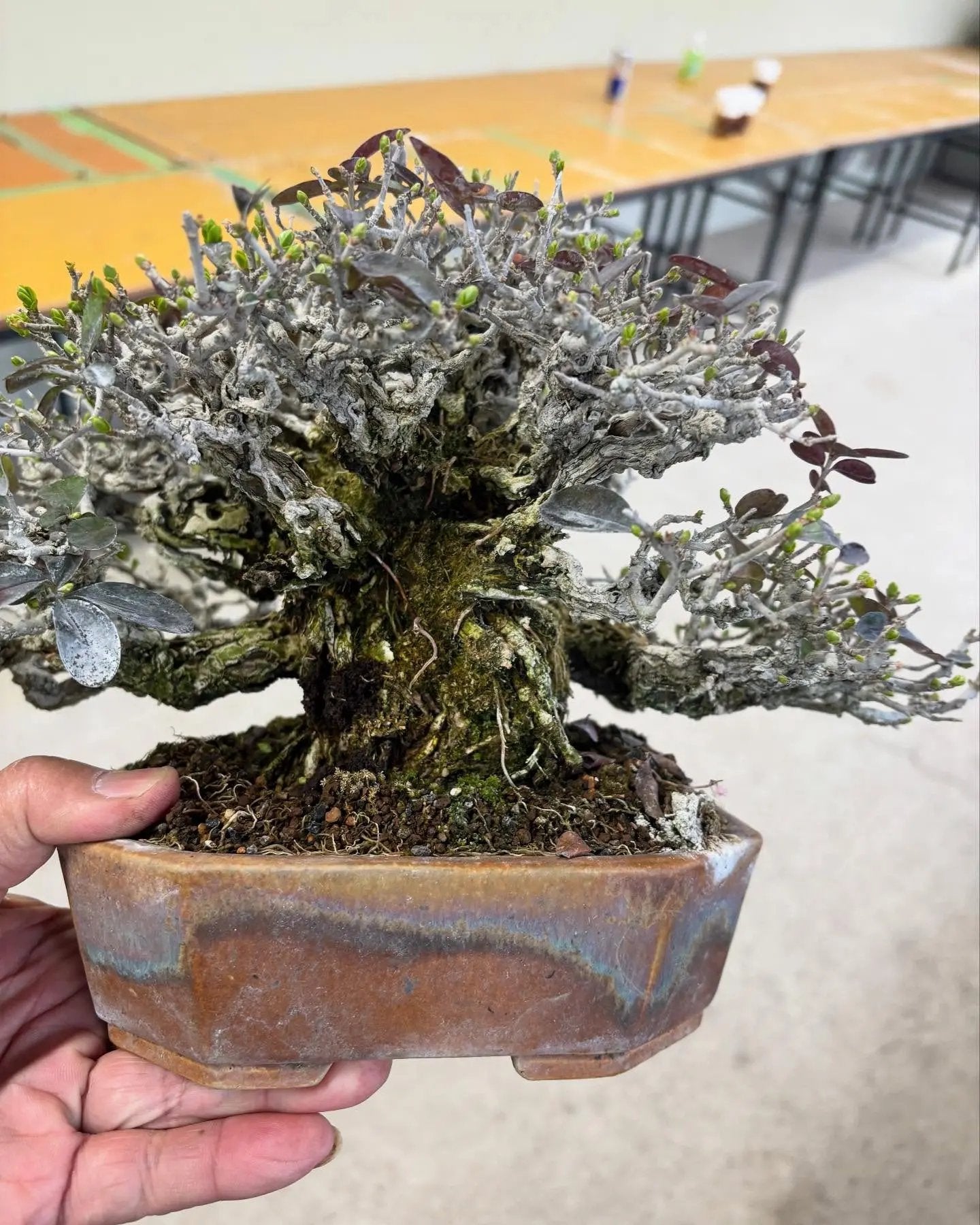 Ligustrum Arakawa *See note* Canada Bonsai