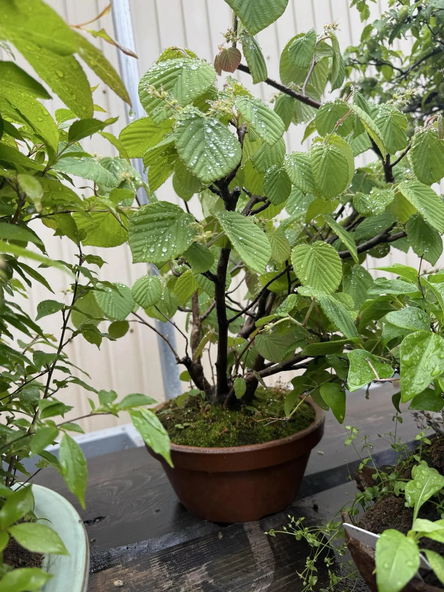 Corylopsis spicata Canada Bonsai