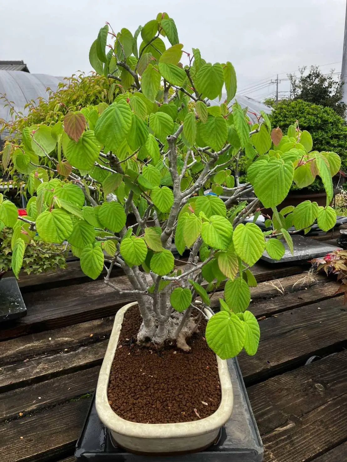 Corylopsis spicata Canada Bonsai