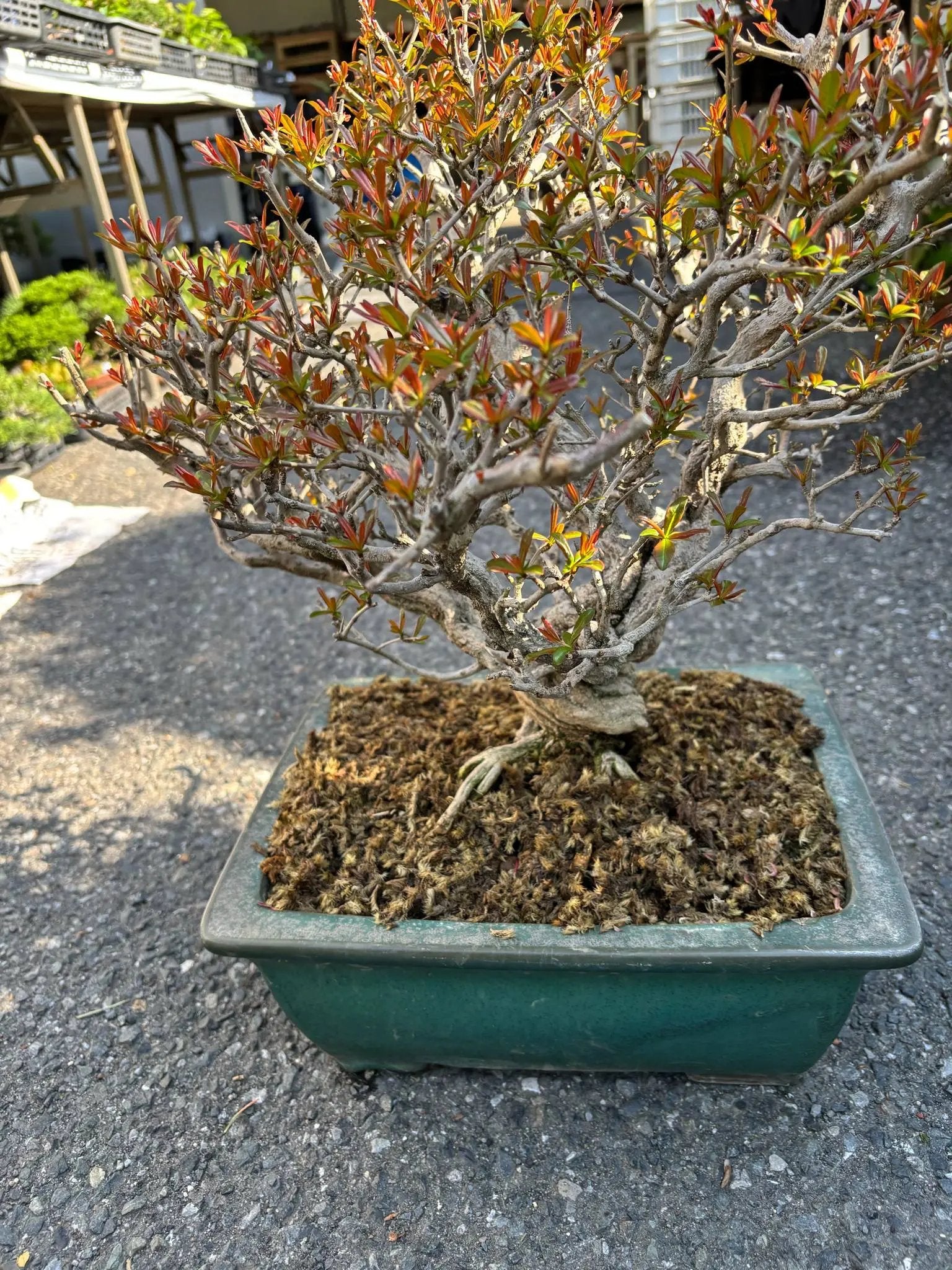 Punica granatum Canada Bonsai