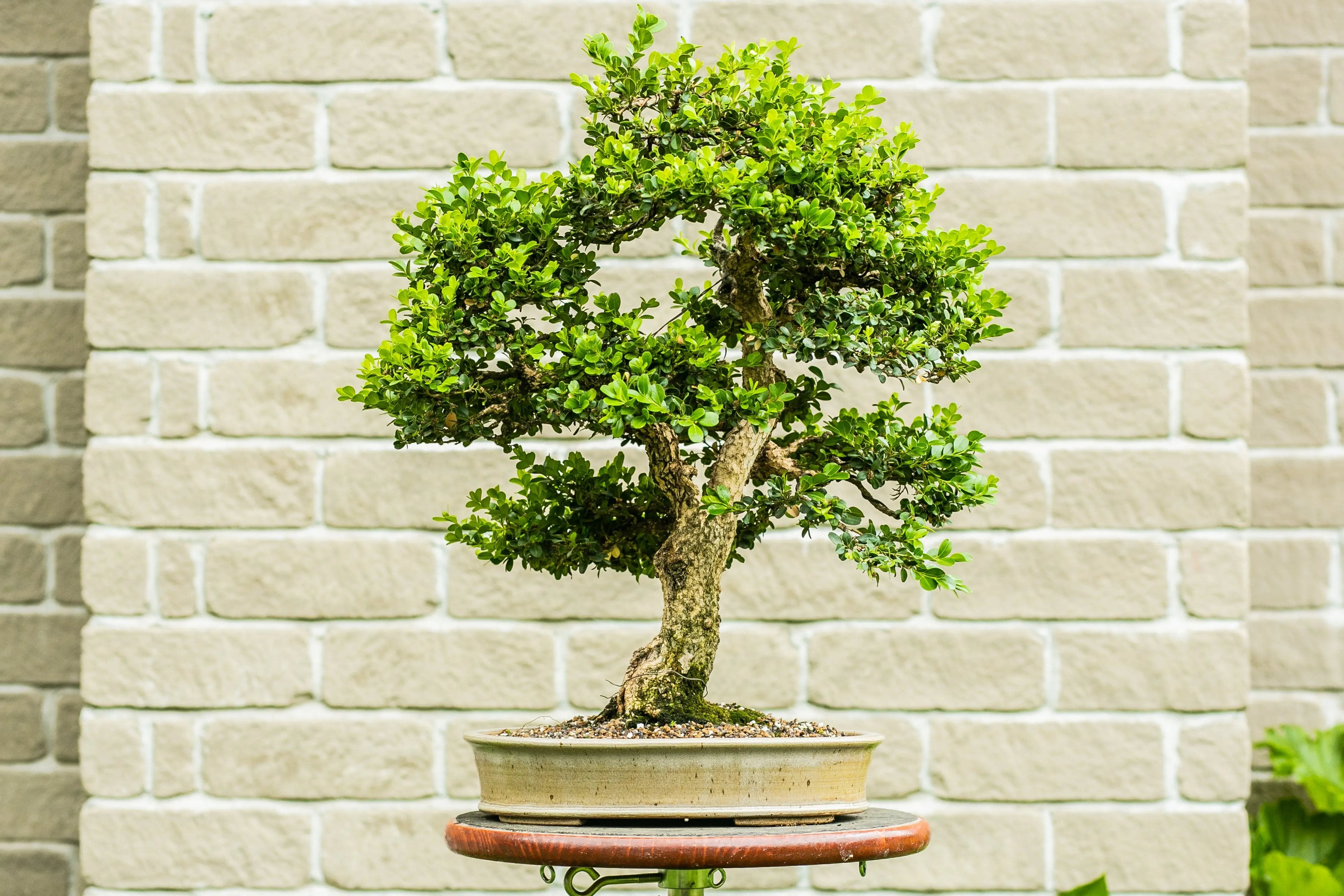 Buxus Canada Bonsai