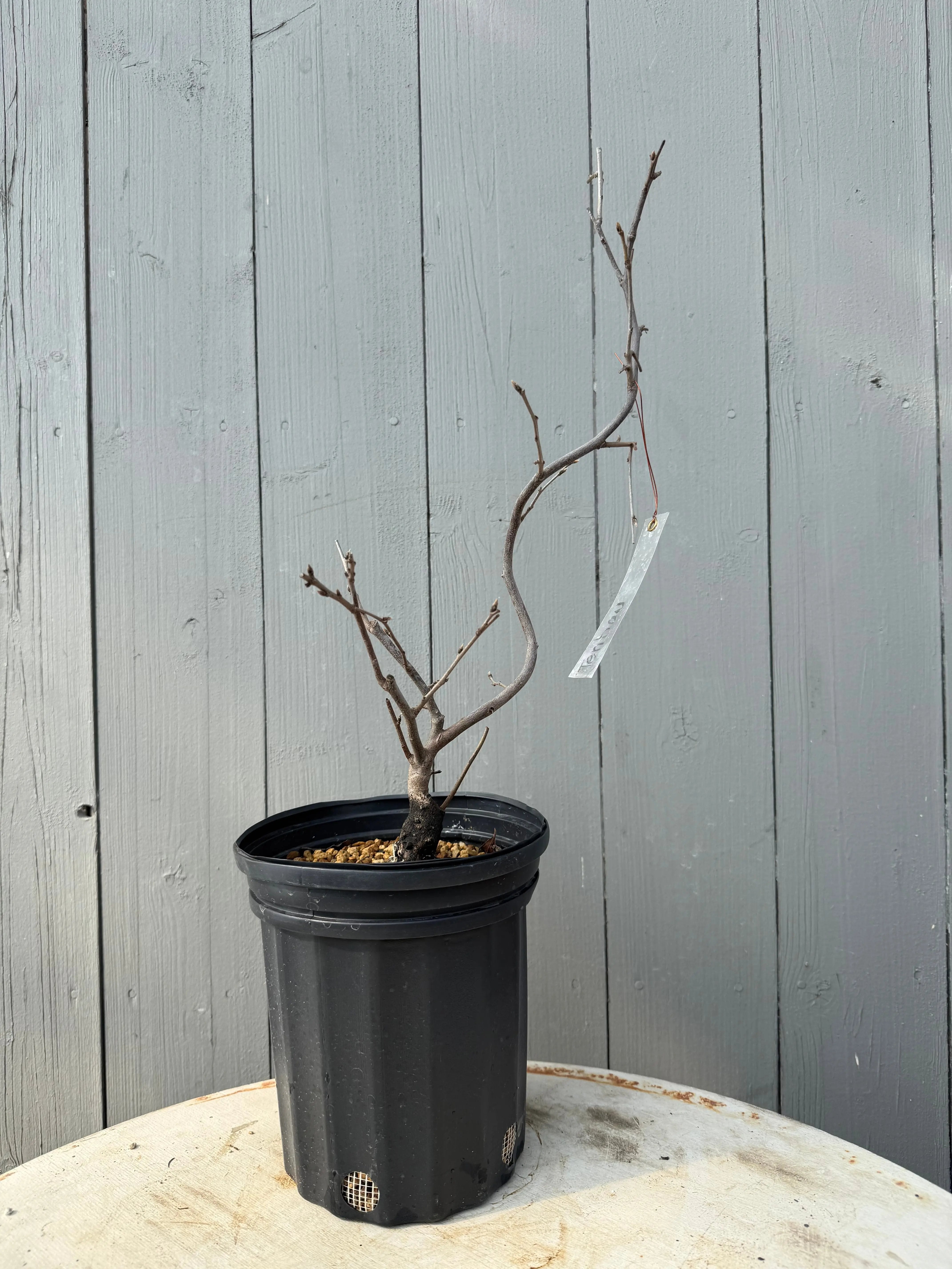 Diospyros rhombifolia ‘Tenpou’ Canada Bonsai