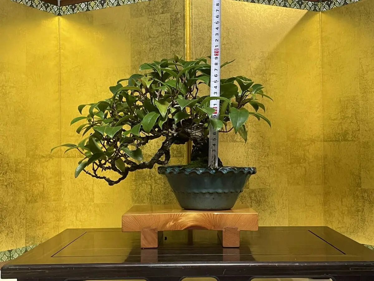 Kadsura japonica Canada Bonsai