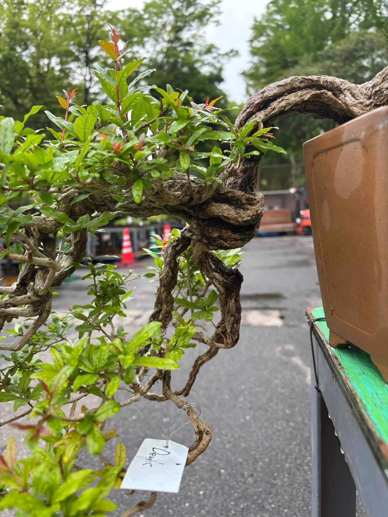 Punica granatum Canada Bonsai