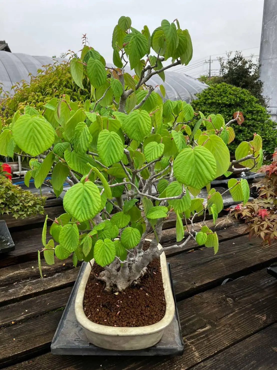 Corylopsis spicata Canada Bonsai