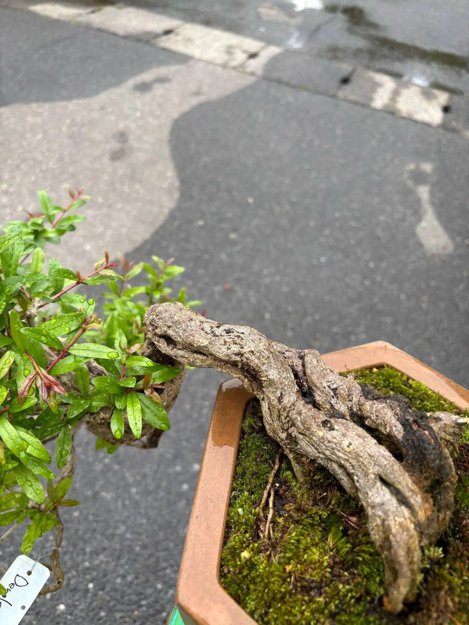 Punica granatum Canada Bonsai