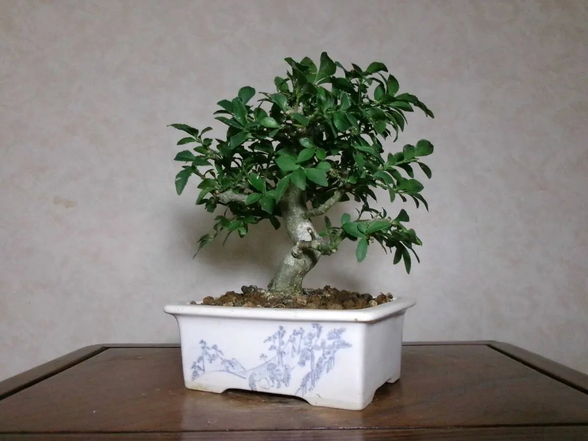 Euonymus Canada Bonsai