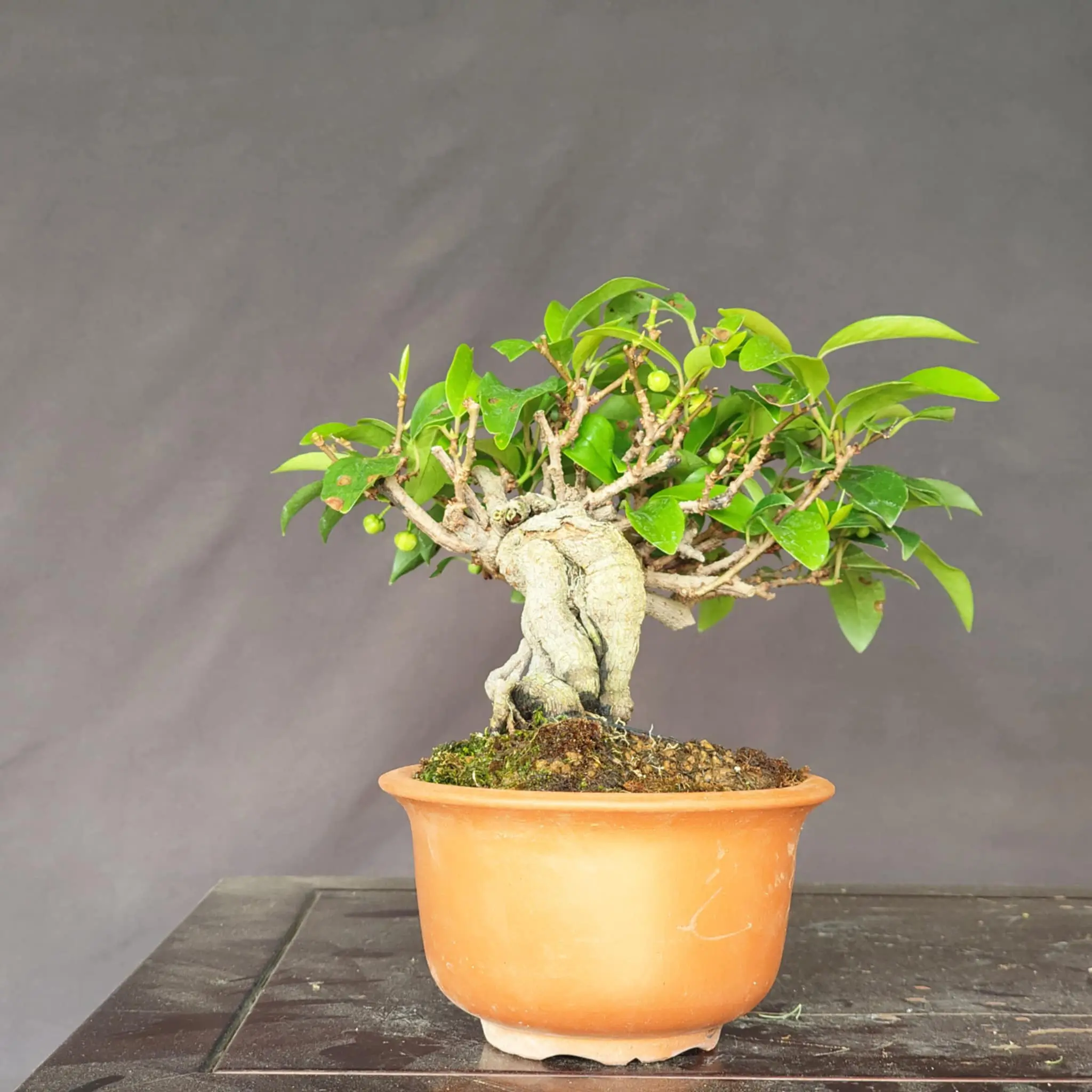 Kadsura Canada Bonsai