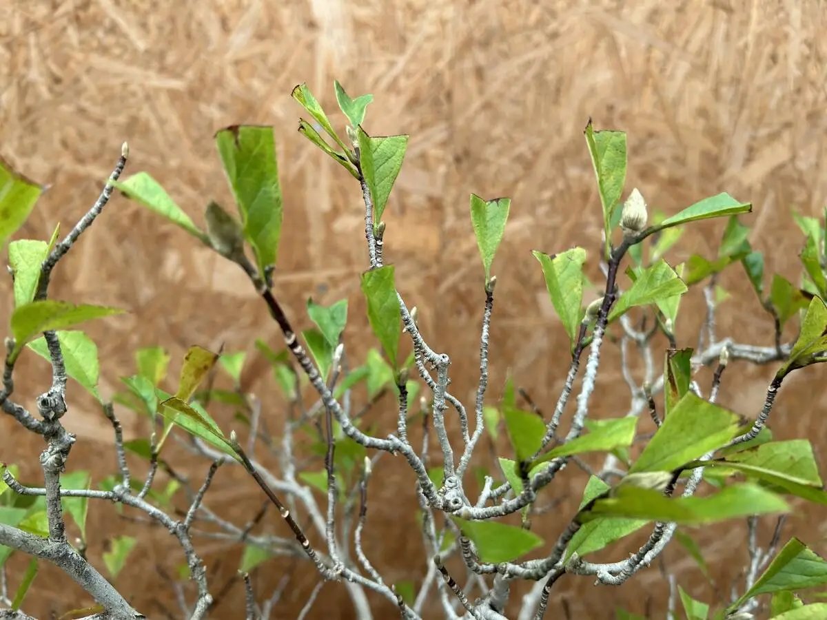Magnolia kobus (dwarf) Canada Bonsai