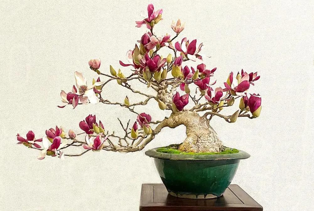 Magnolia (purple) Canada Bonsai