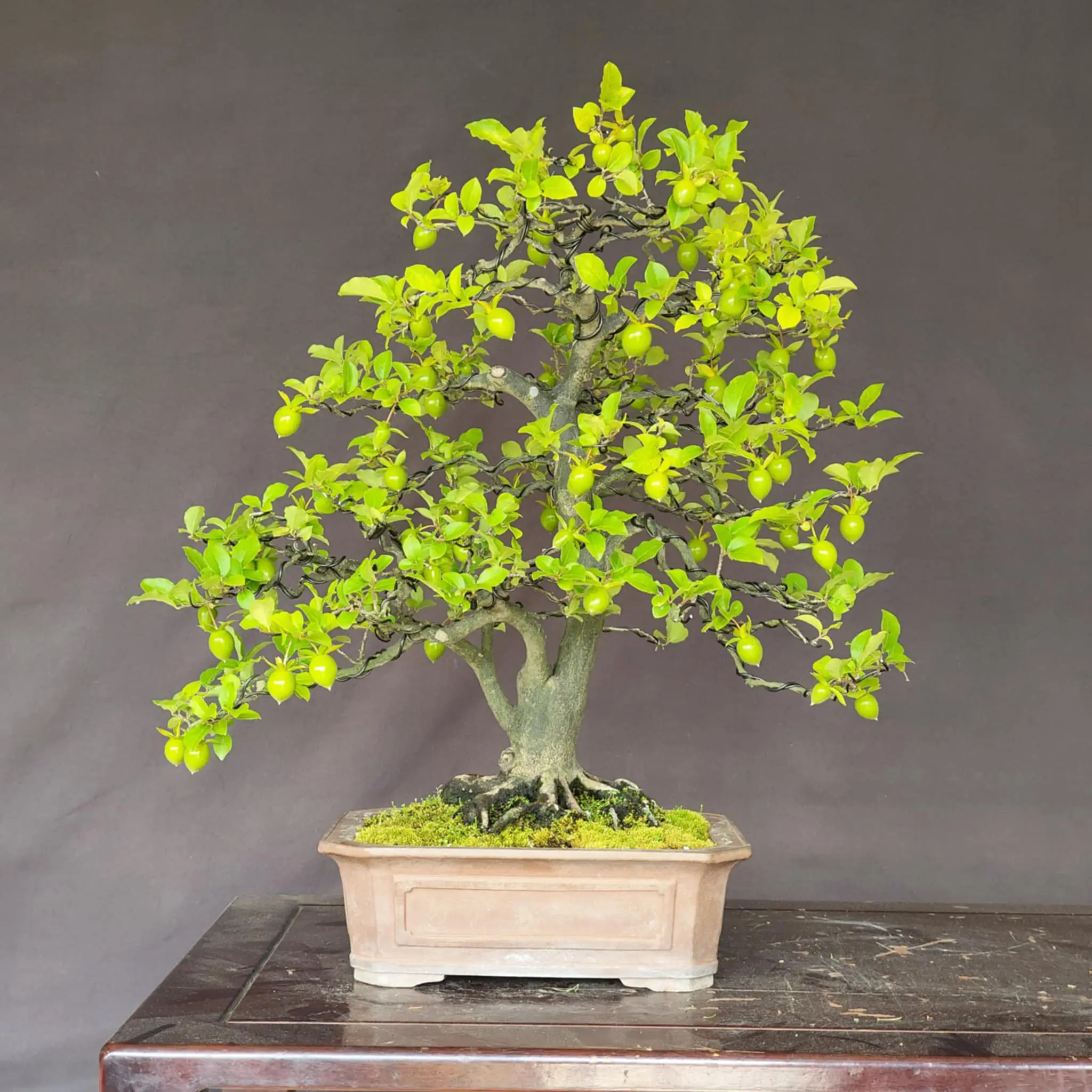 Diospyros rhombifolia 'Miyako Beni' Canada Bonsai