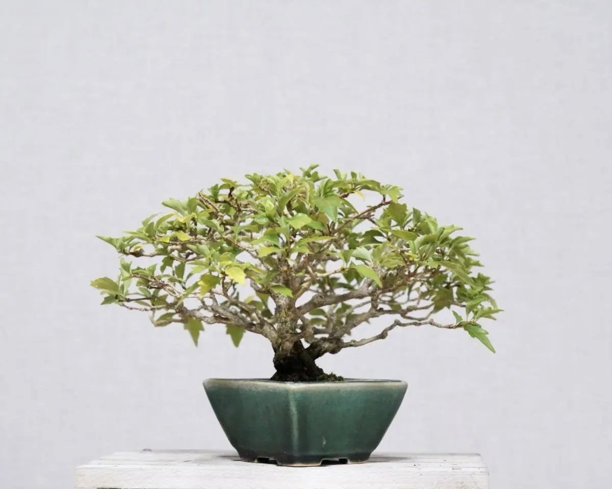 Premna japonica Canada Bonsai