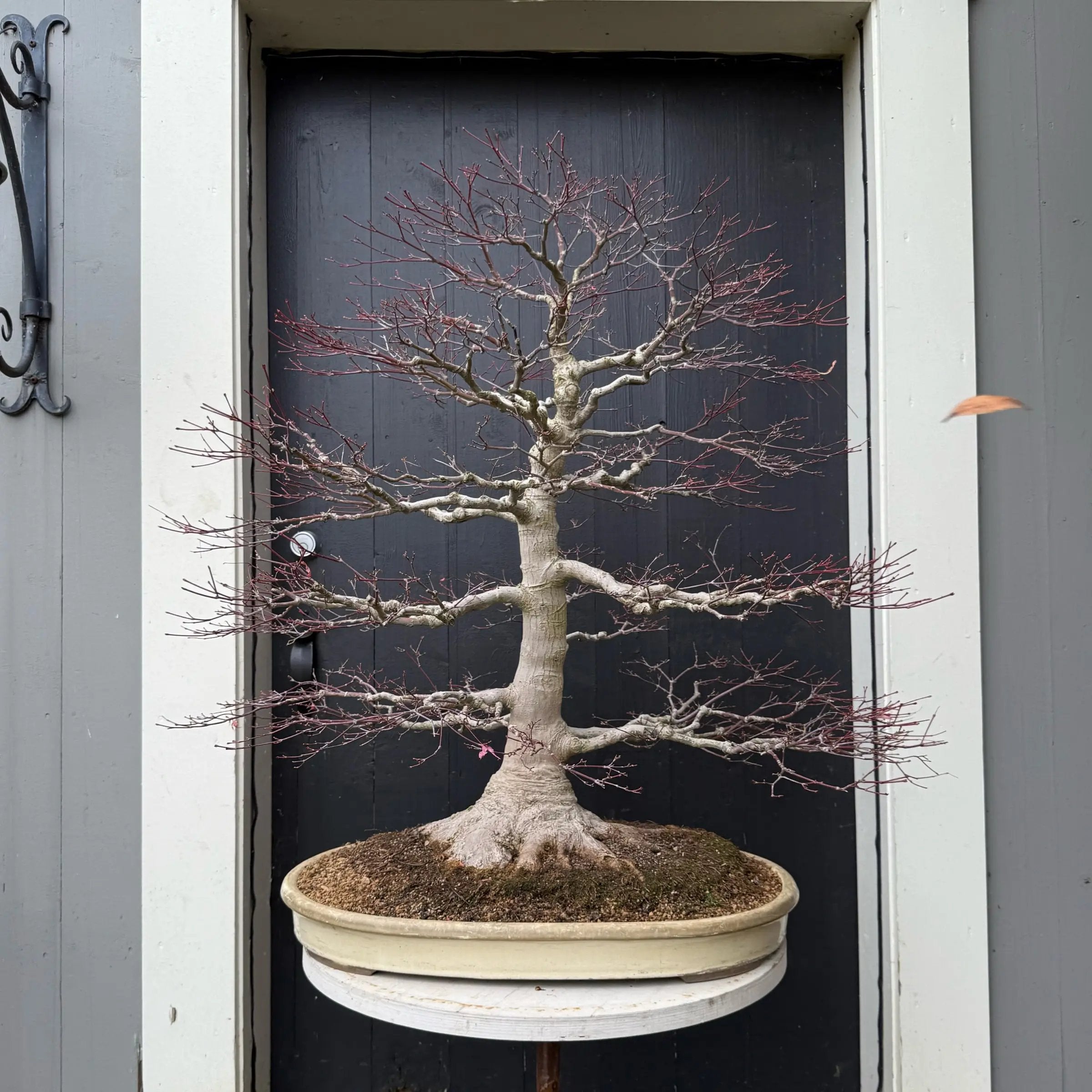 Acer palmatum Canada Bonsai