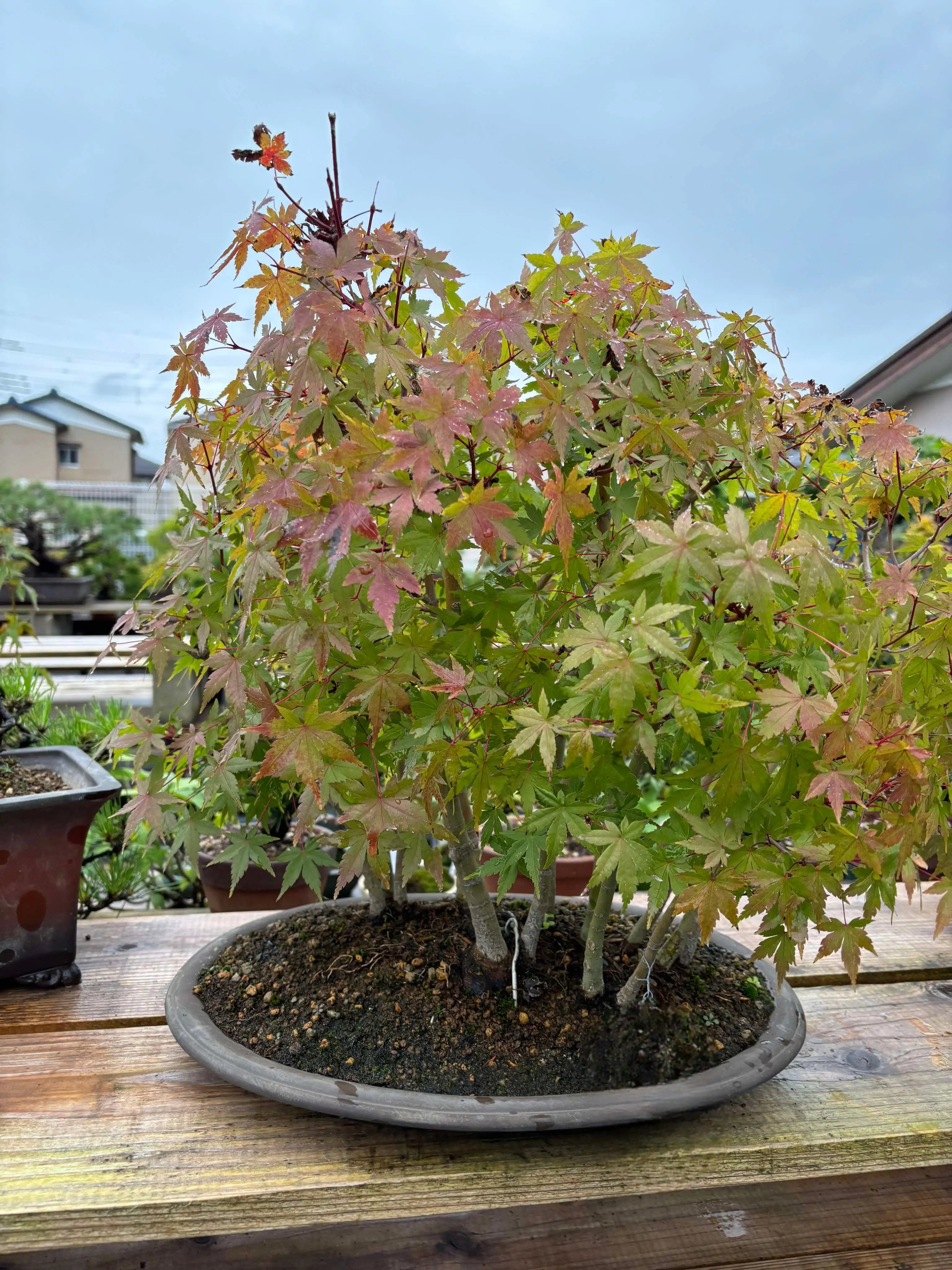 Acer palmatum Canada Bonsai