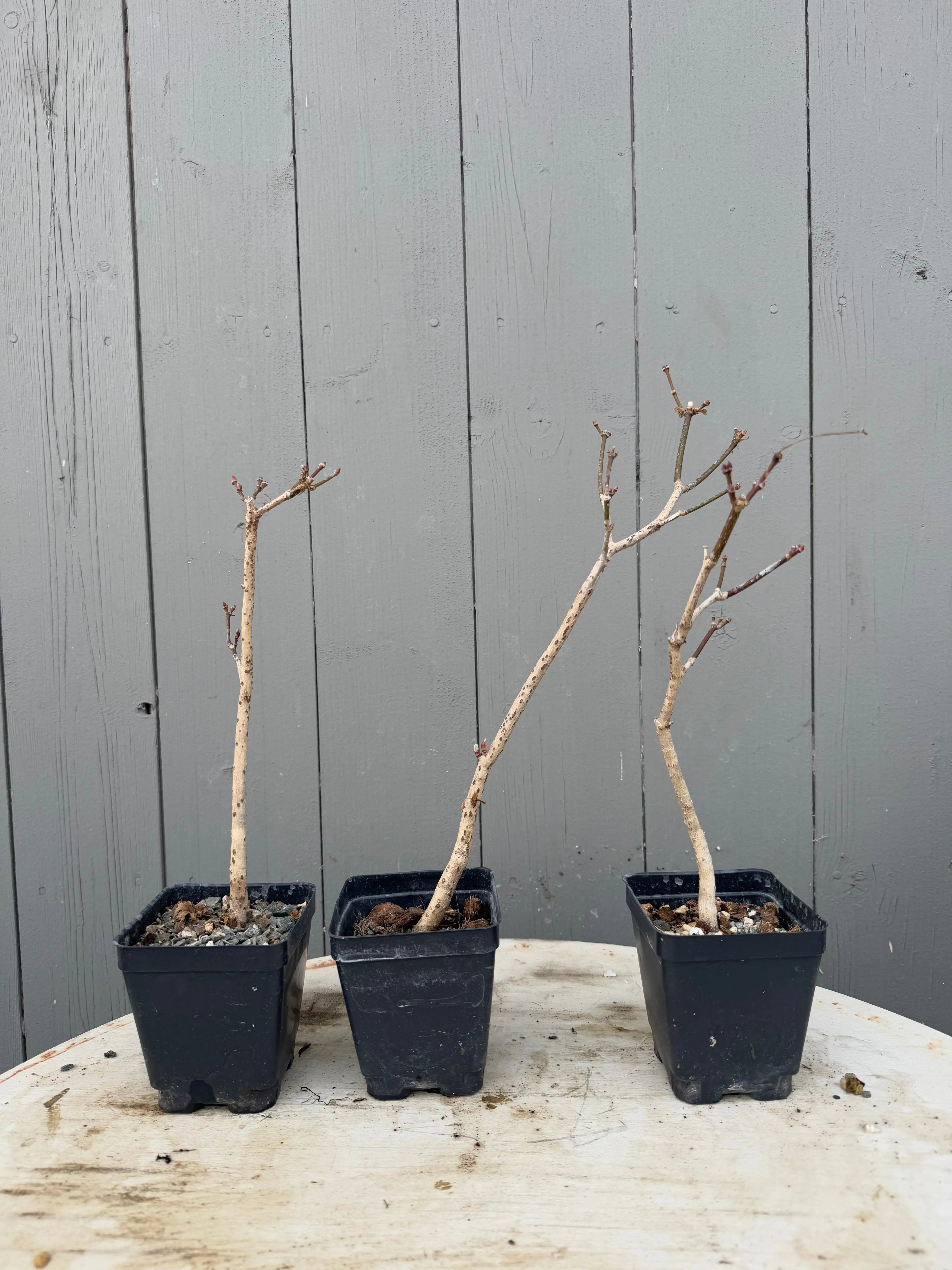 Acer tenuifolium 'Kohauchiwa' Canada Bonsai