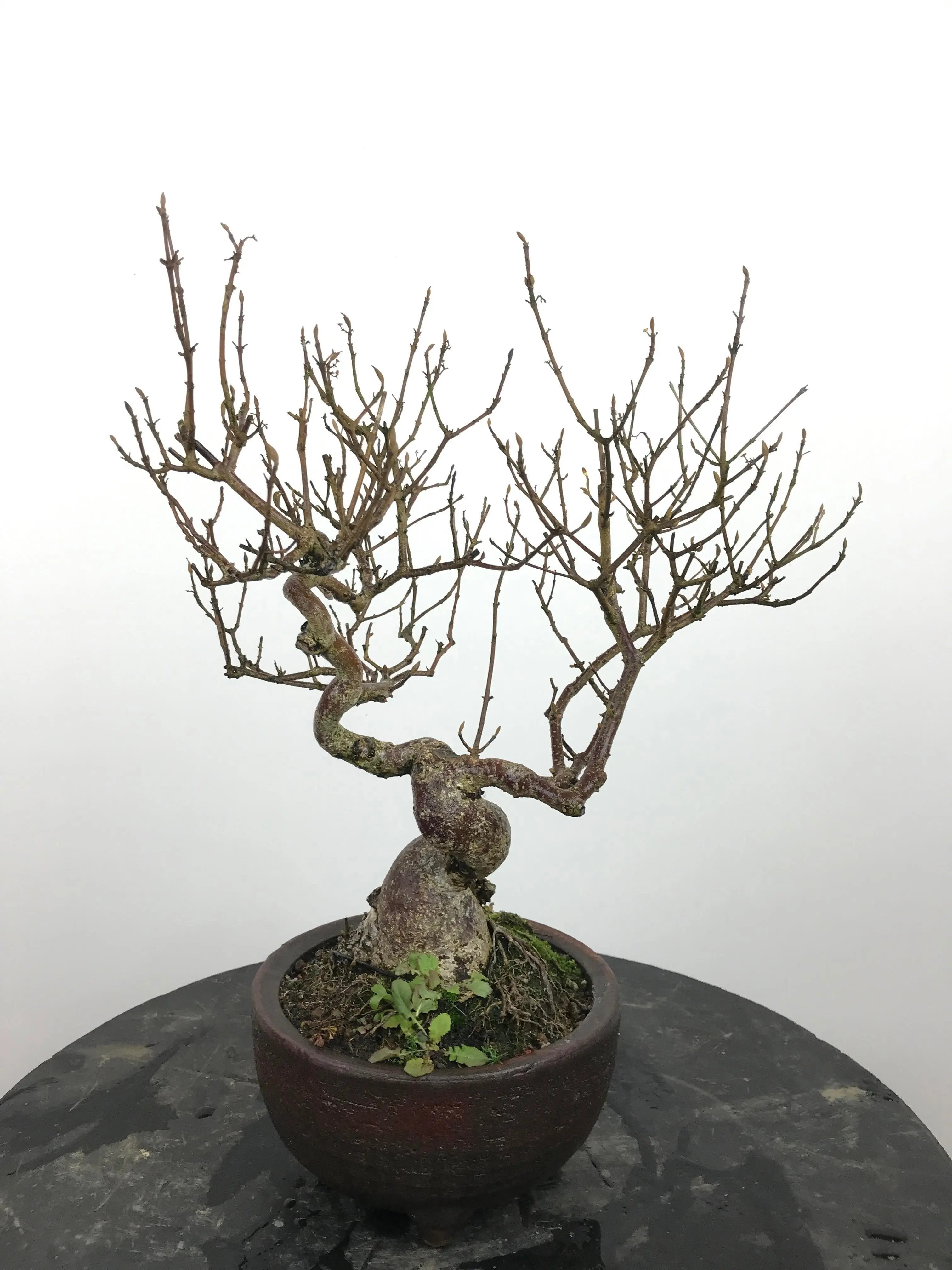 Callicarpa #12 Canada Bonsai