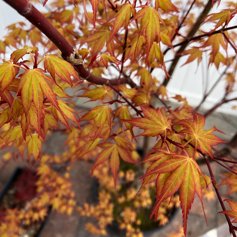 Acer palmatum 'Katsura'