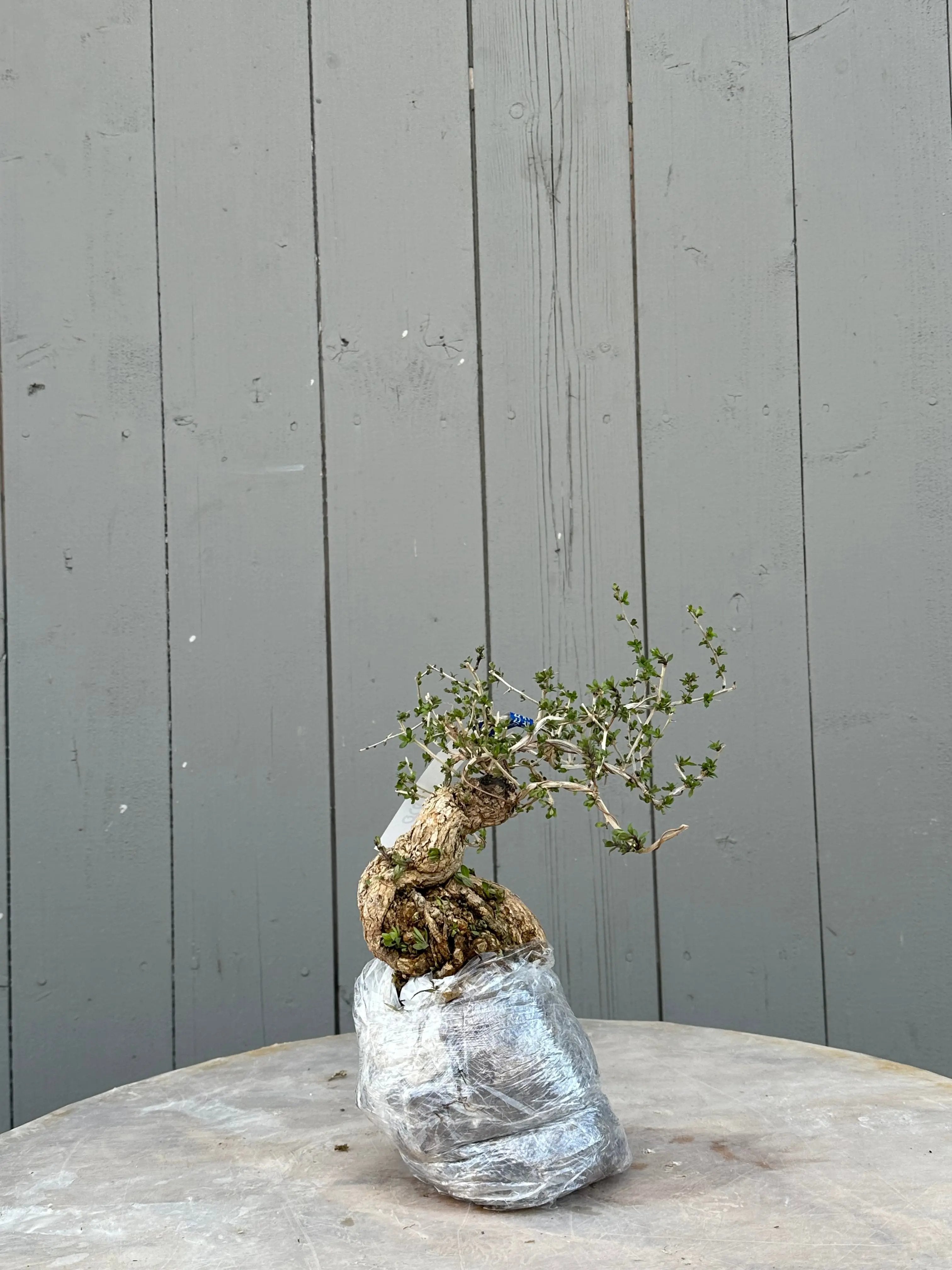 Lycium #5 Canada Bonsai