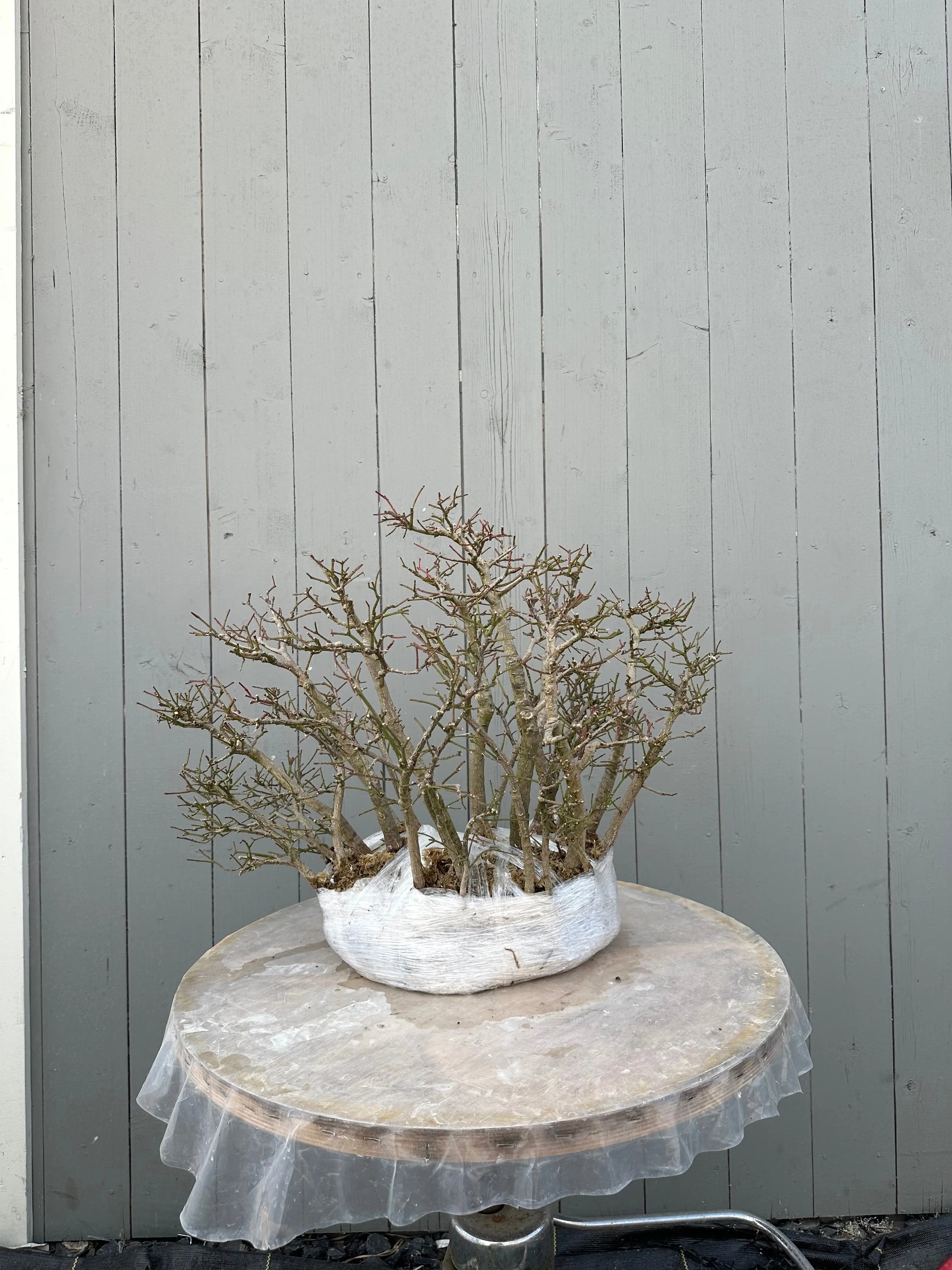 Euonymus #4 Canada Bonsai