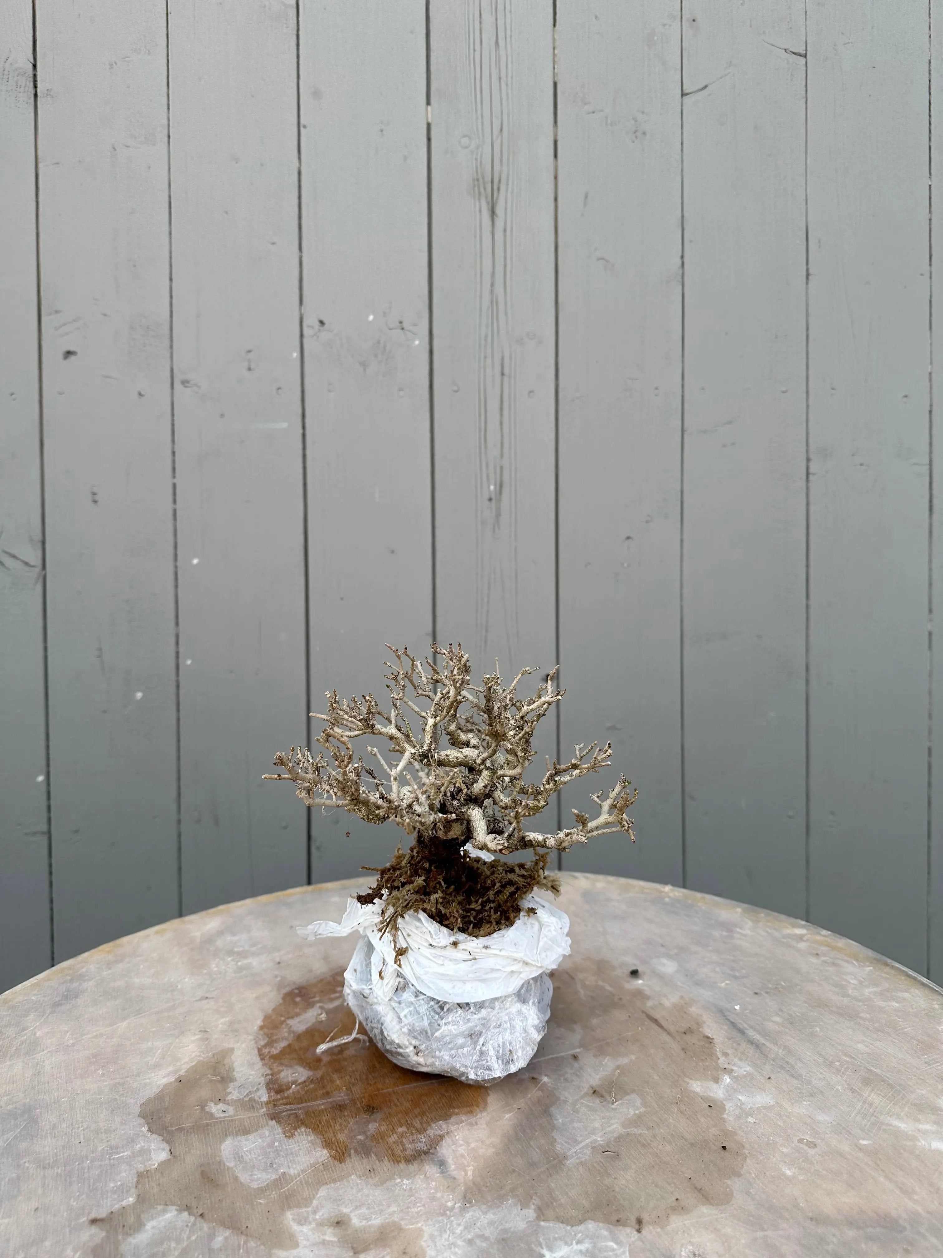 Ligustrum #1 Canada Bonsai