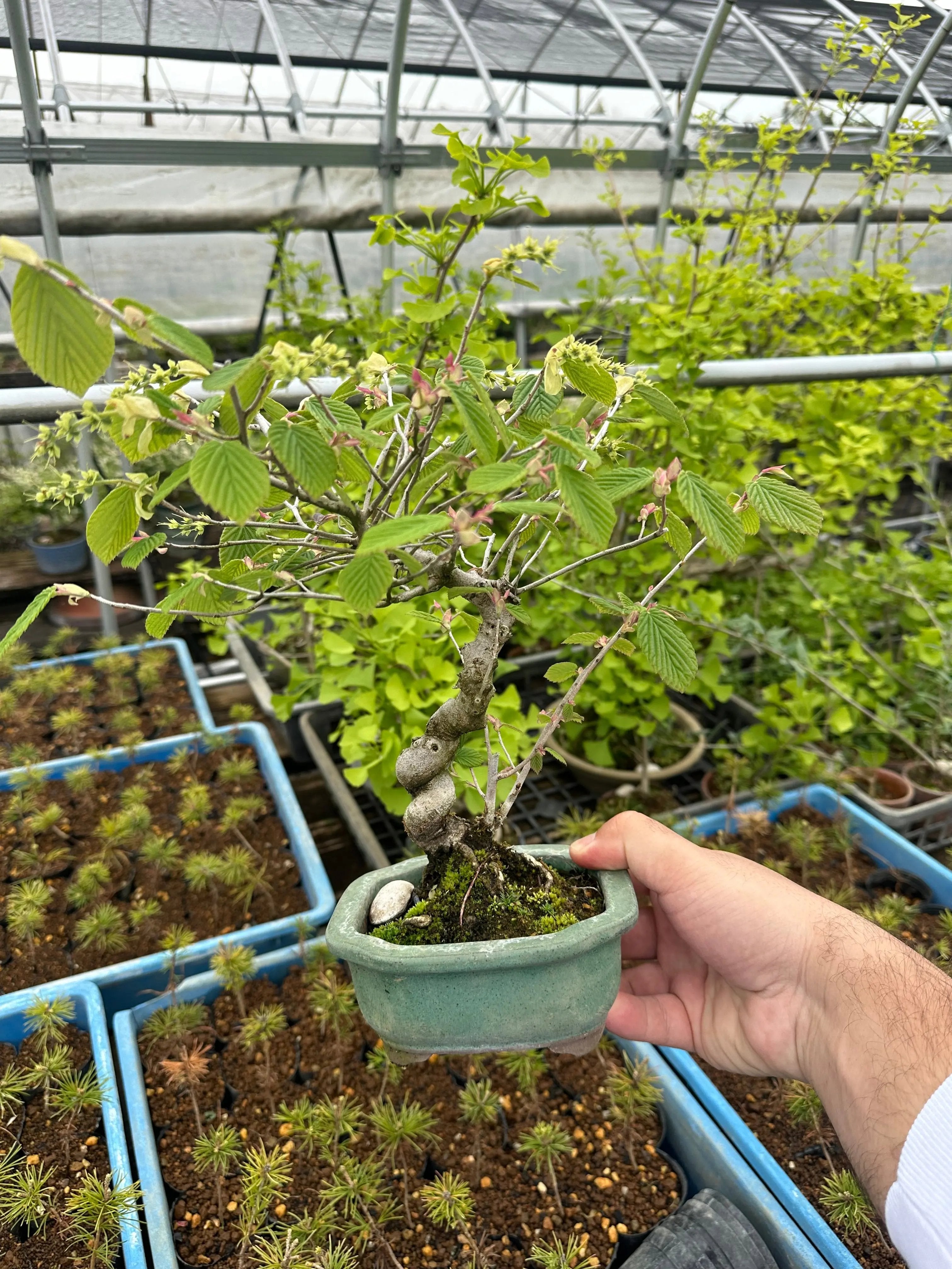 Corylopsis spicata Canada Bonsai